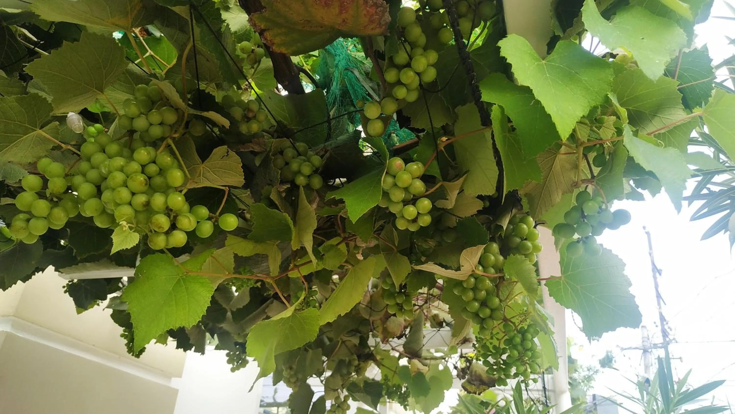 Garden in Daffodils Spice Court