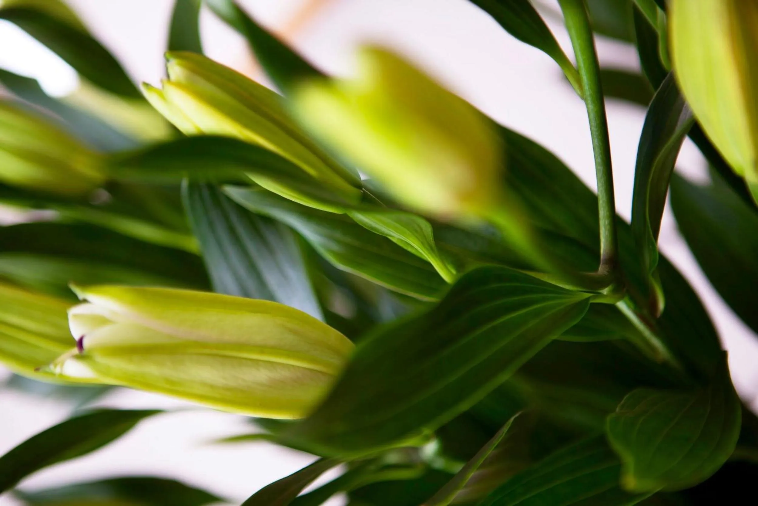 Decorative detail in York House Hotel