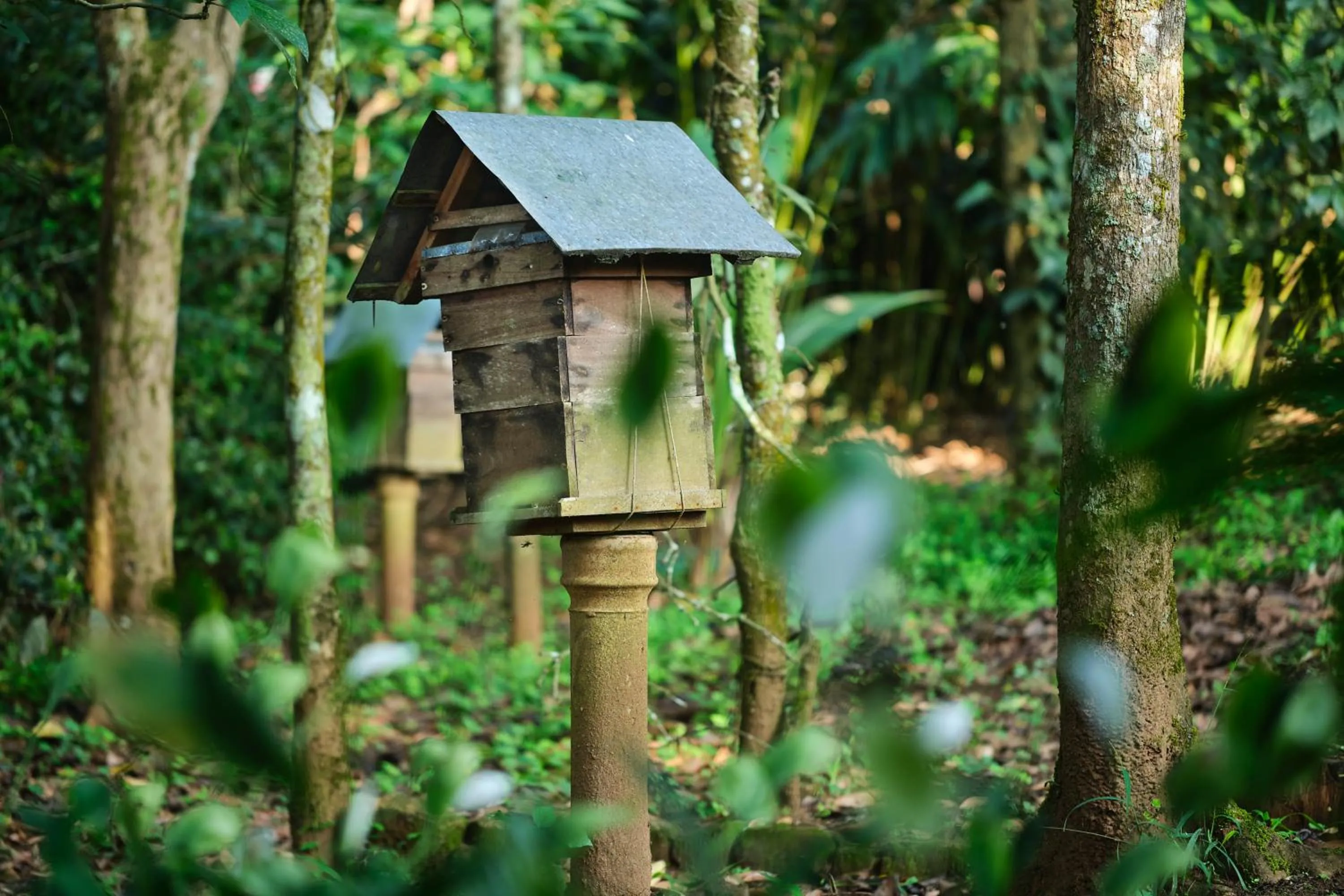 Natural landscape in Reen Resorts Aanavilasam Plantation Thekkady