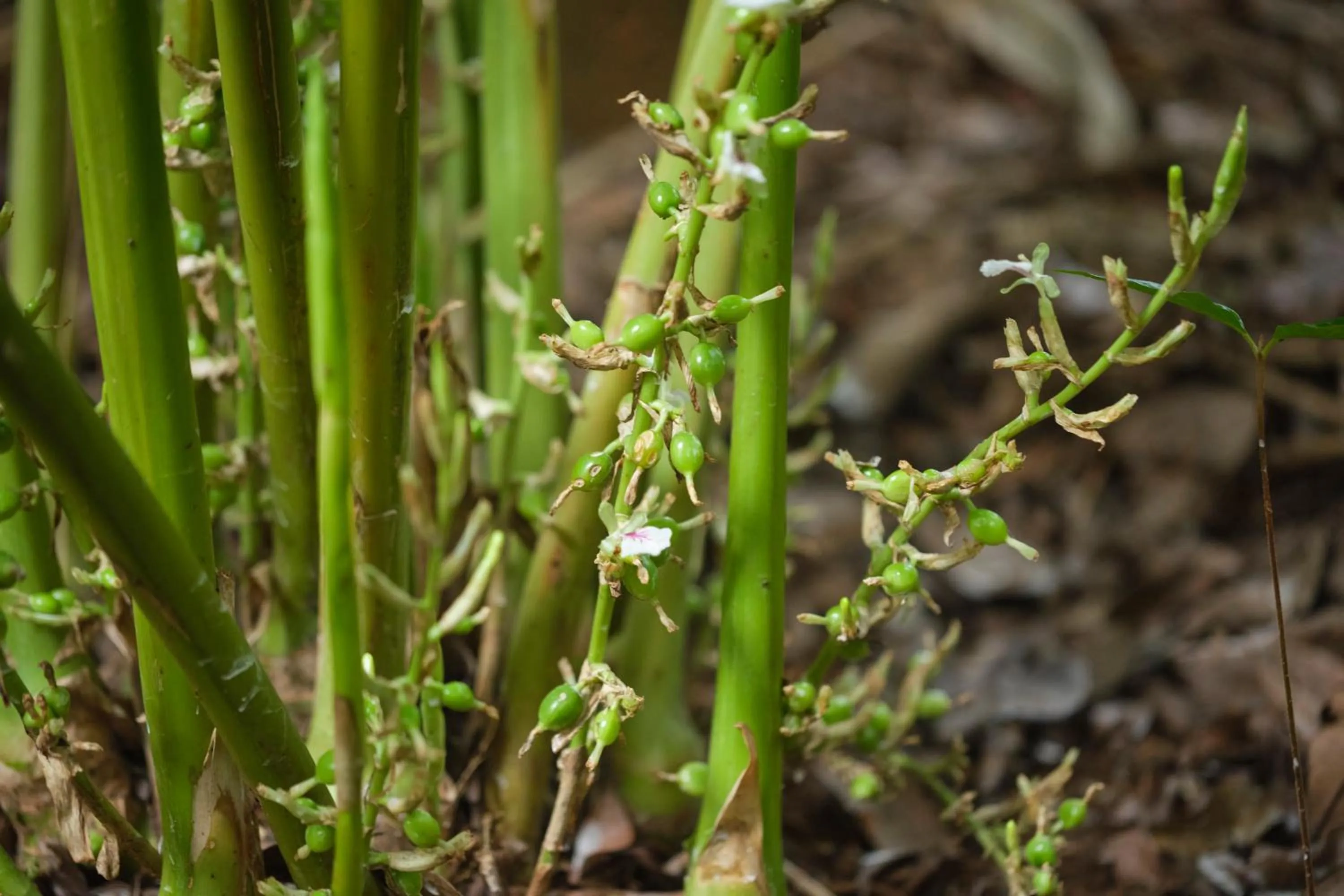 Garden in Reen Resorts Aanavilasam Plantation Thekkady