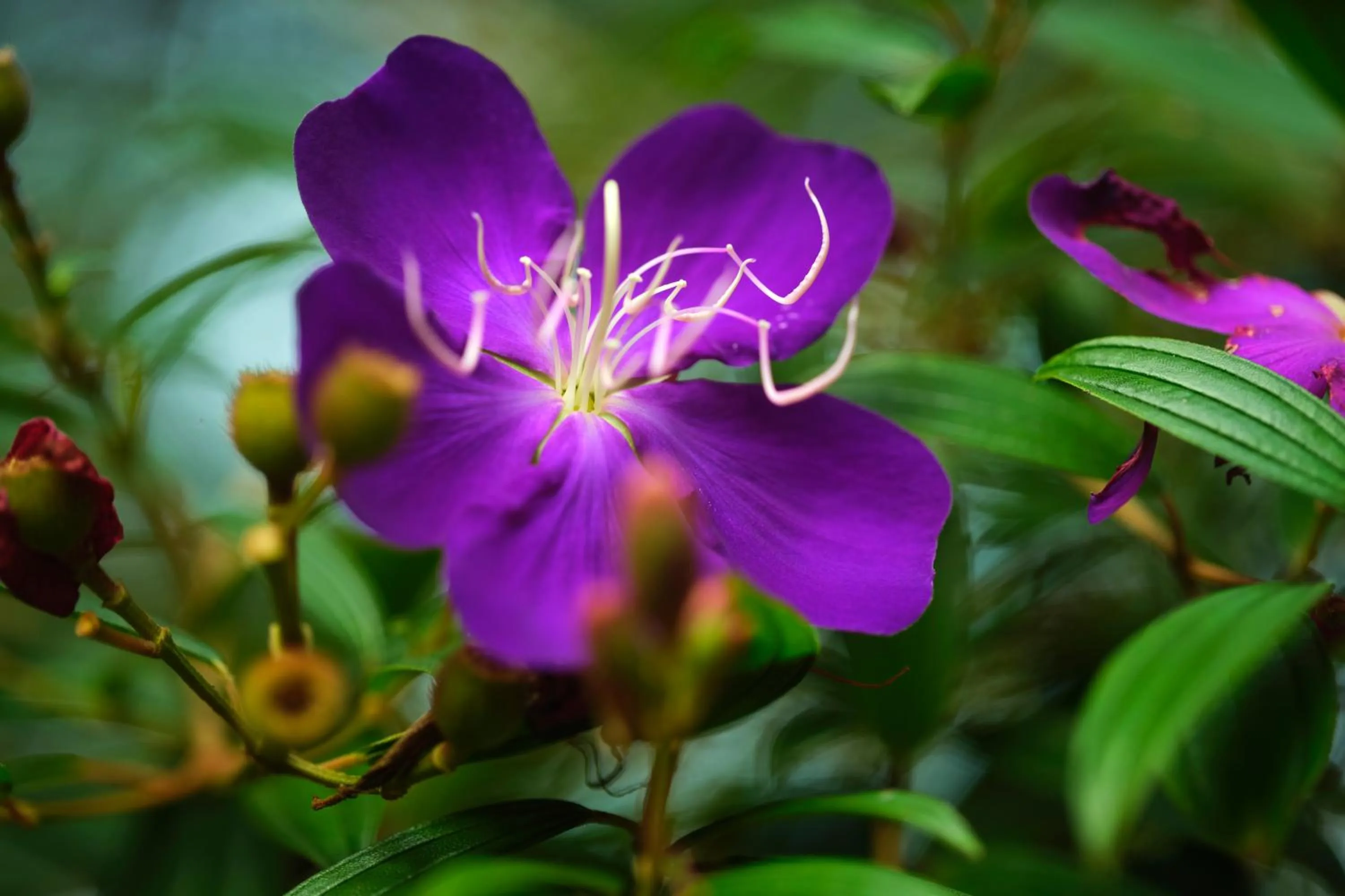 Day in Reen Resorts Aanavilasam Plantation Thekkady