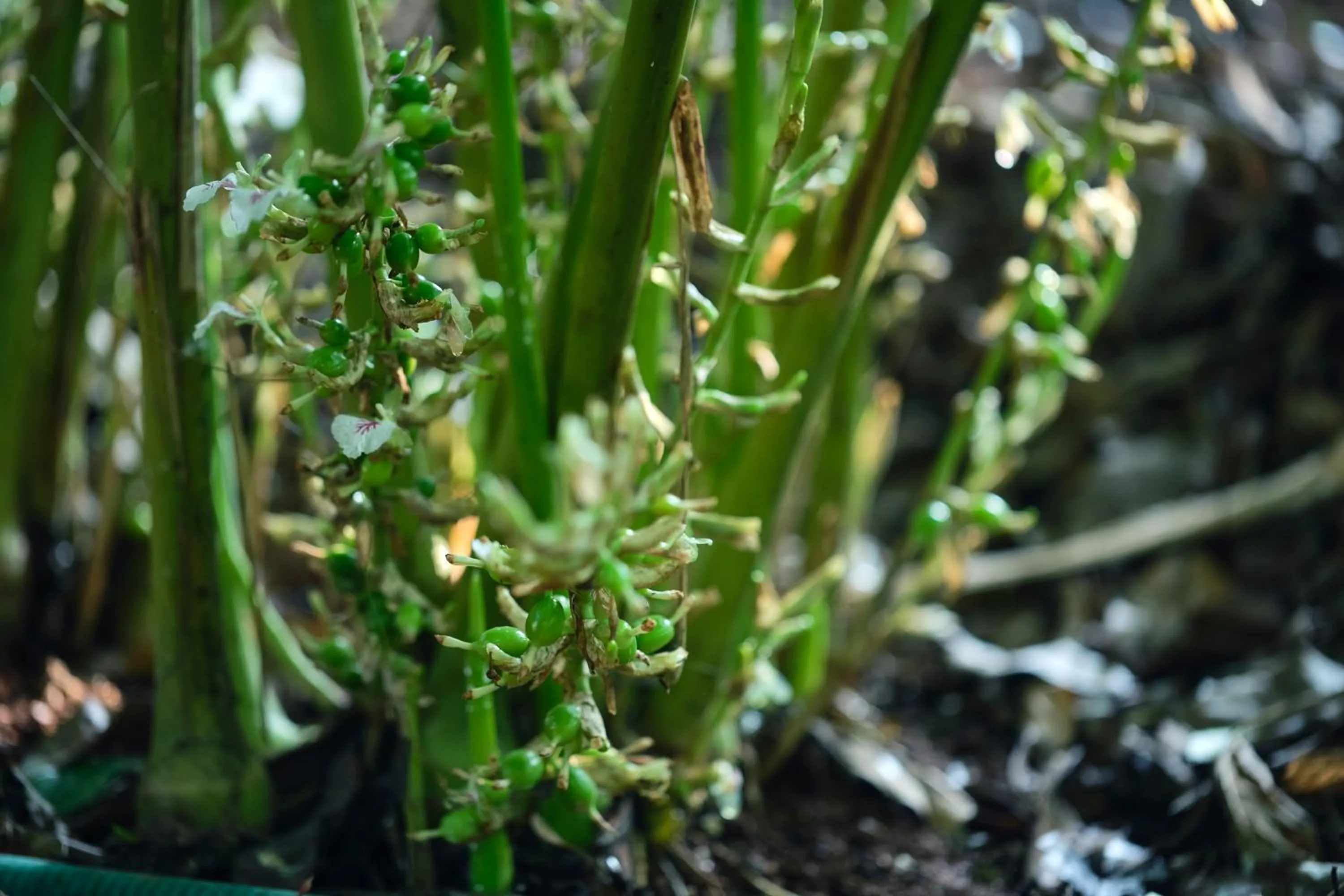 Spring in Reen Resorts Aanavilasam Plantation Thekkady
