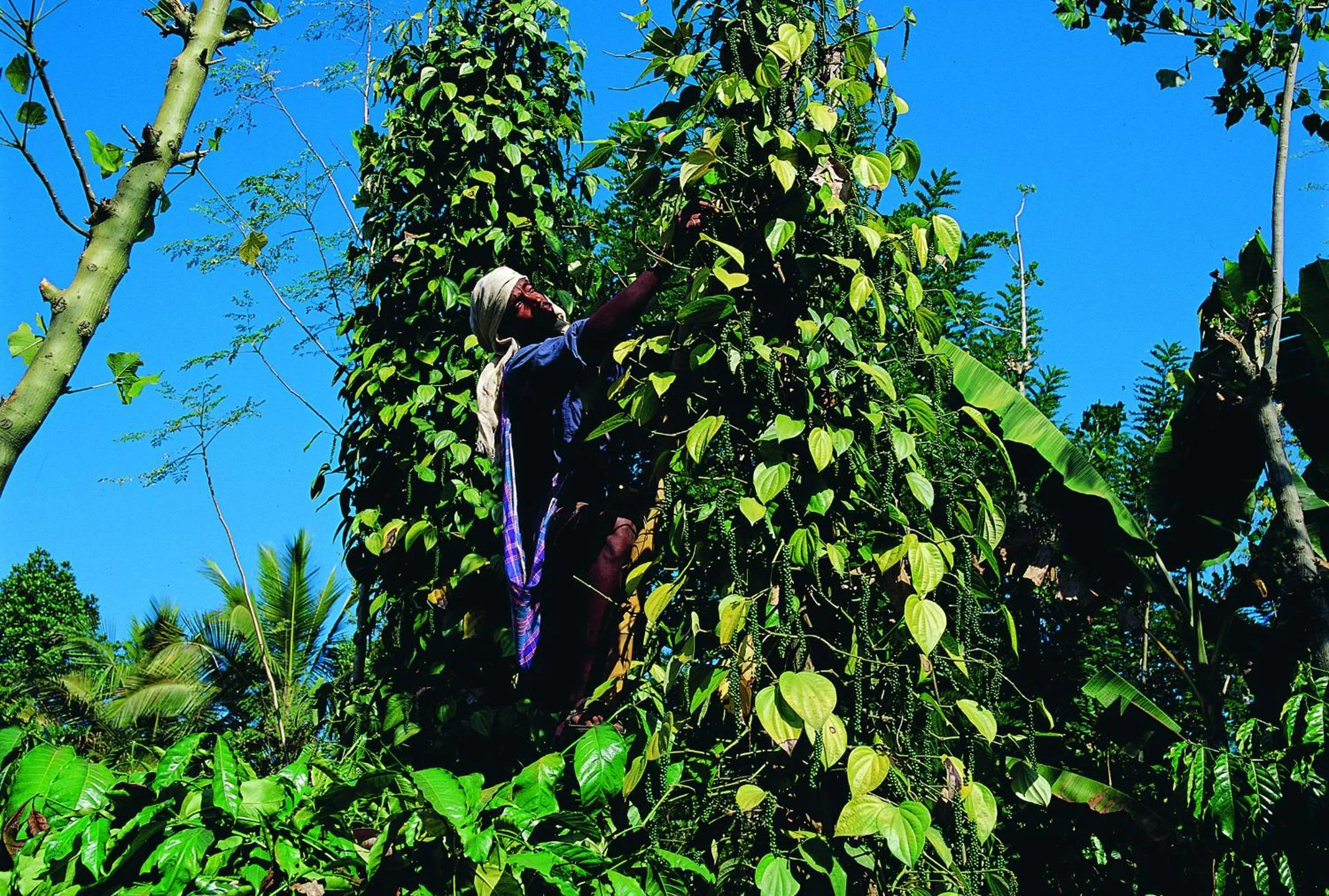 Staff in Reen Resorts Aanavilasam Plantation Thekkady