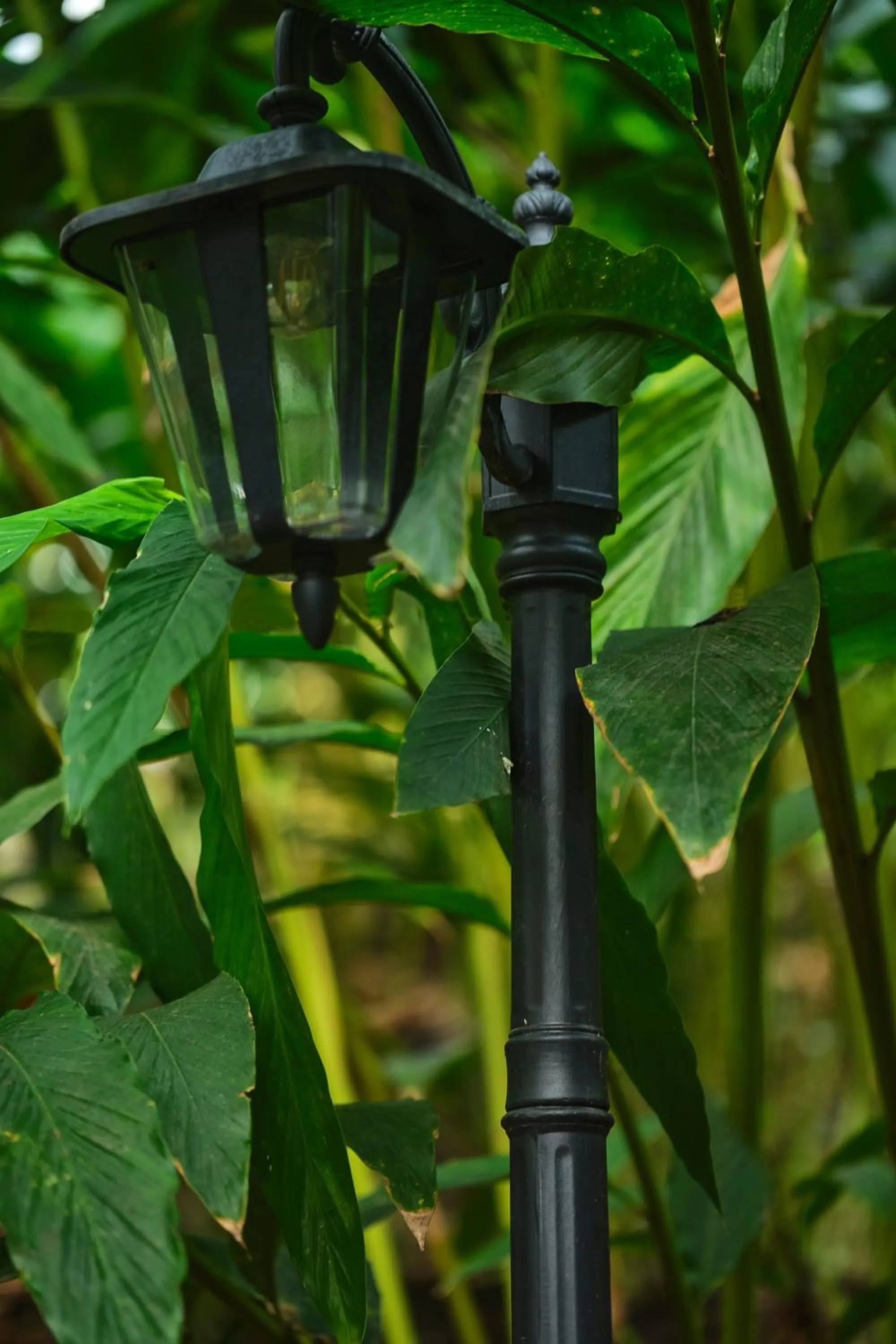 Spring in Reen Resorts Aanavilasam Plantation Thekkady