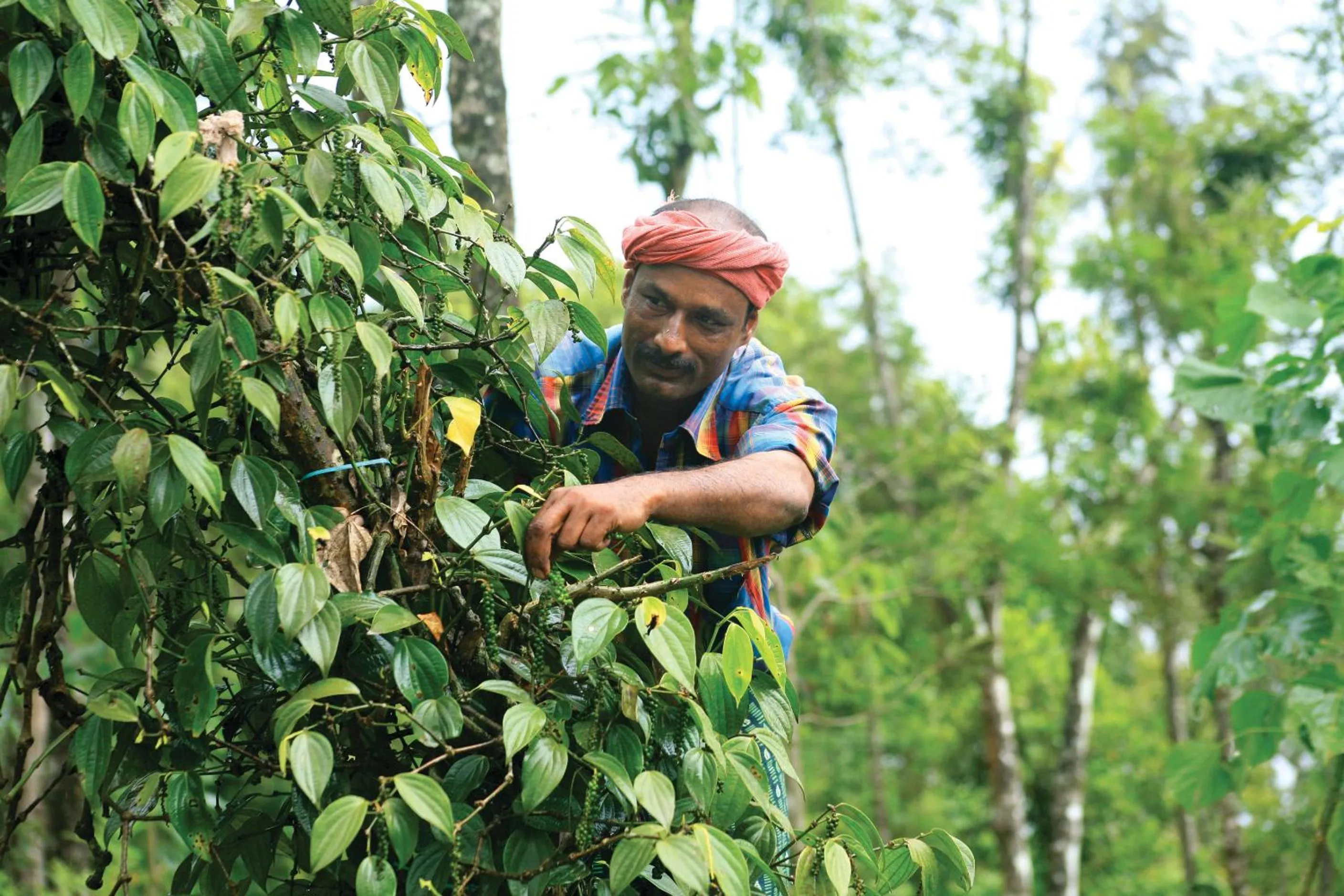 Natural landscape in Reen Resorts Aanavilasam Plantation Thekkady