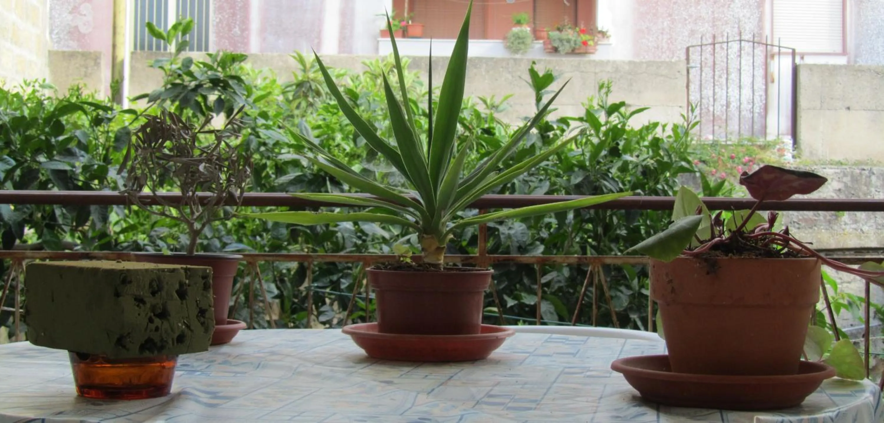 Garden in Bed & Breakfast Alice