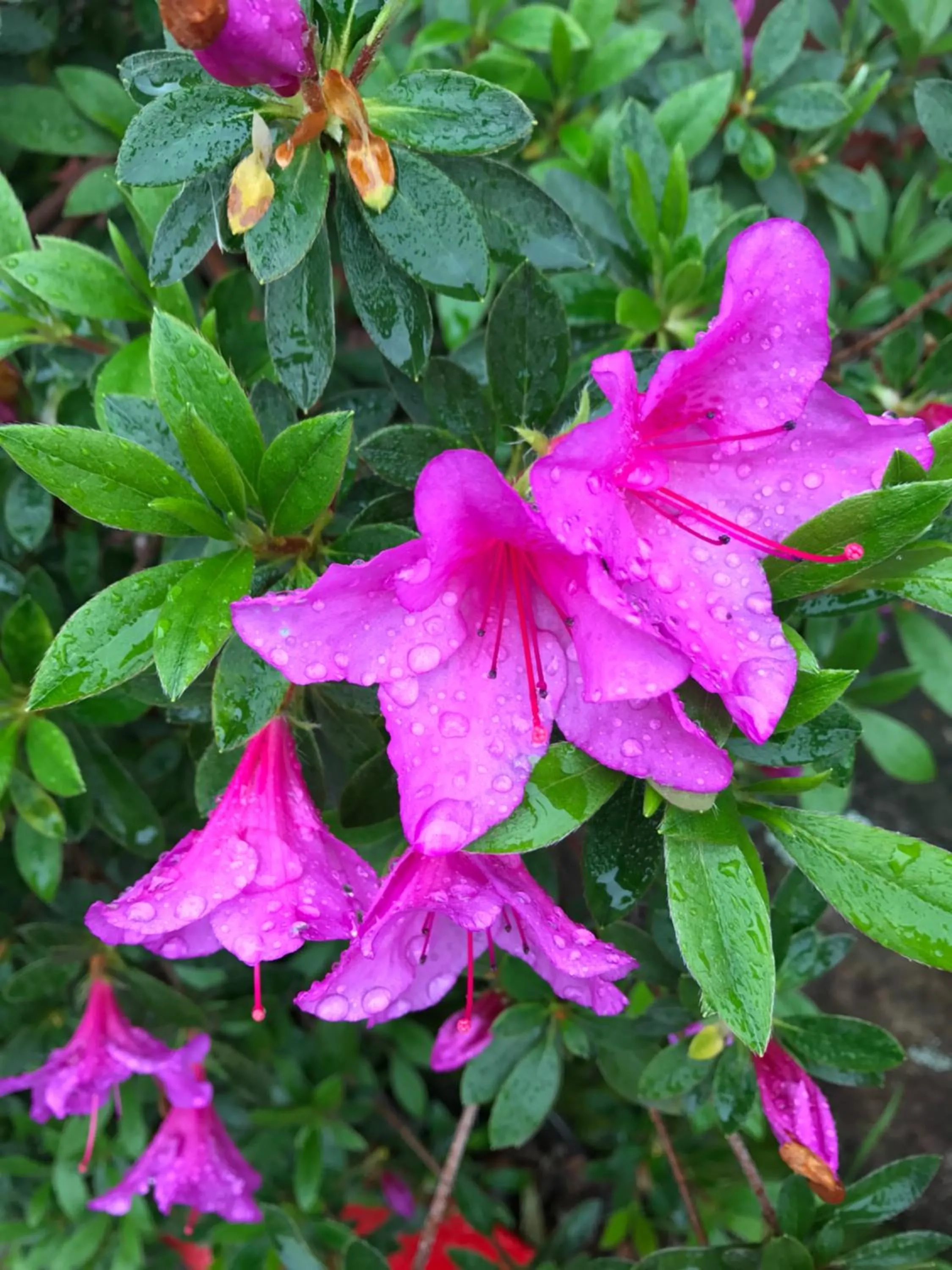 Spring in Red Bluff Inn