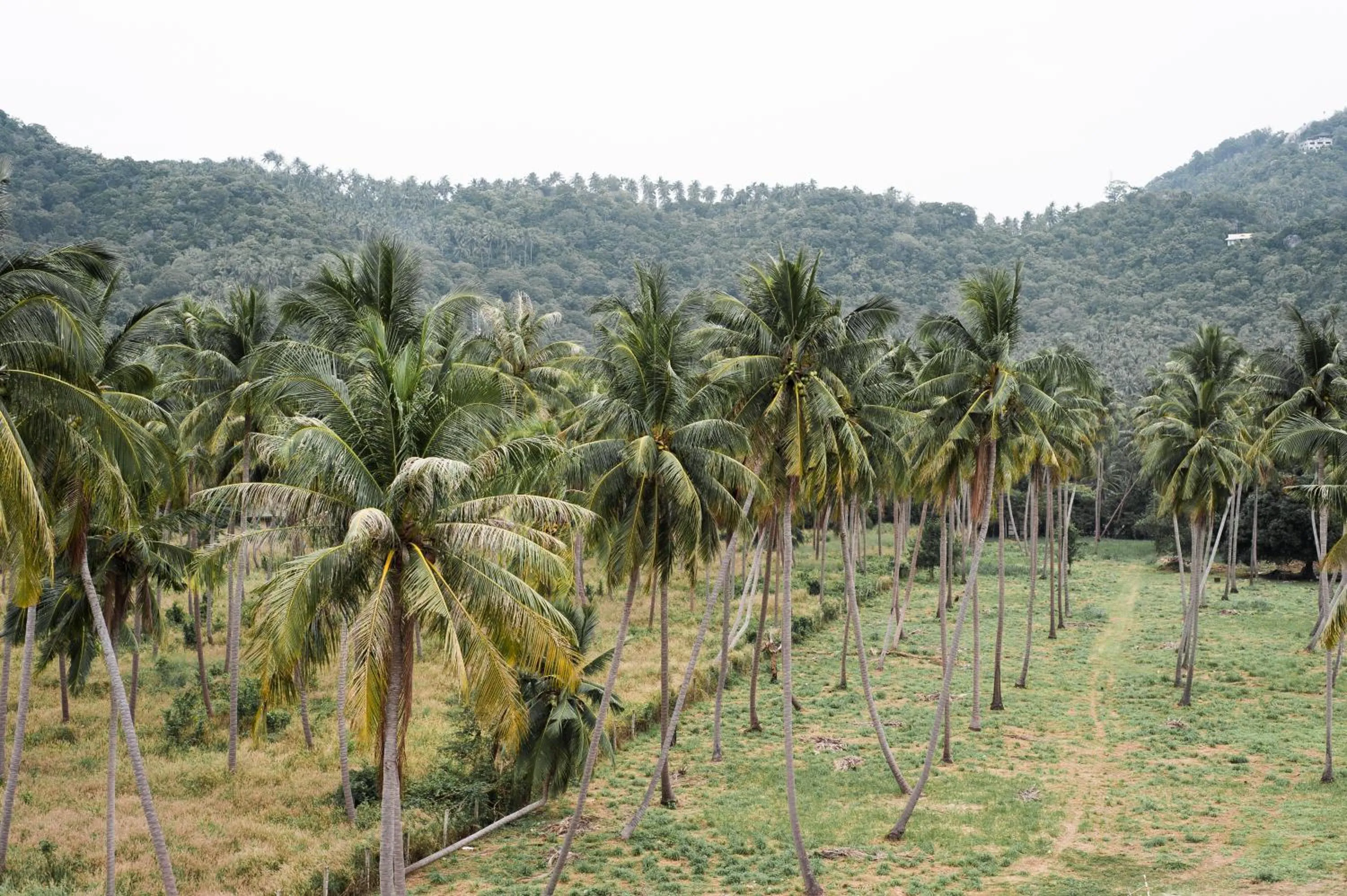 Garden view in Pranee Amata