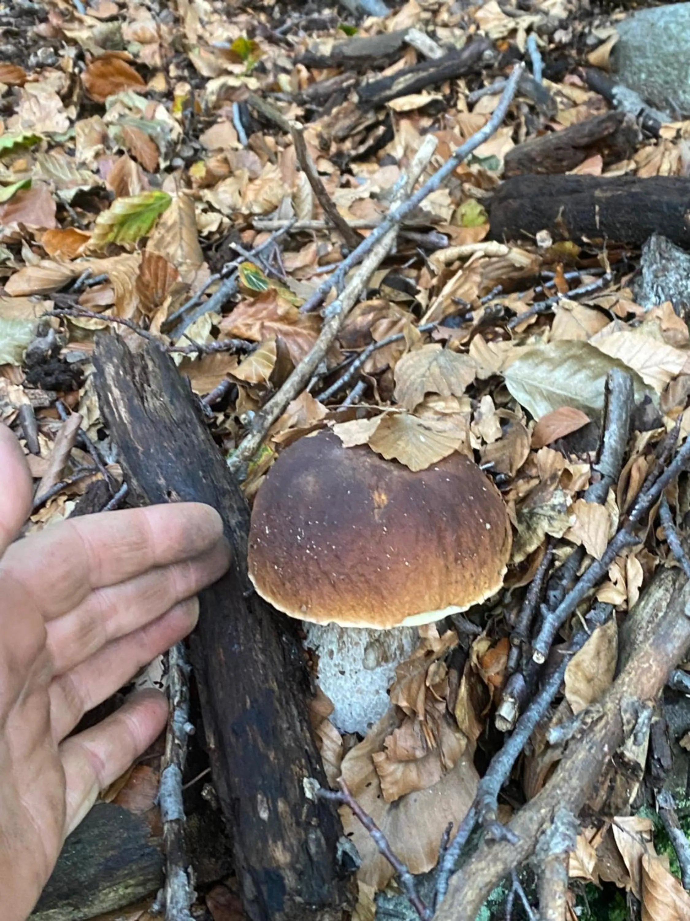 Hiking in B&B La Locanda del Cinghiale