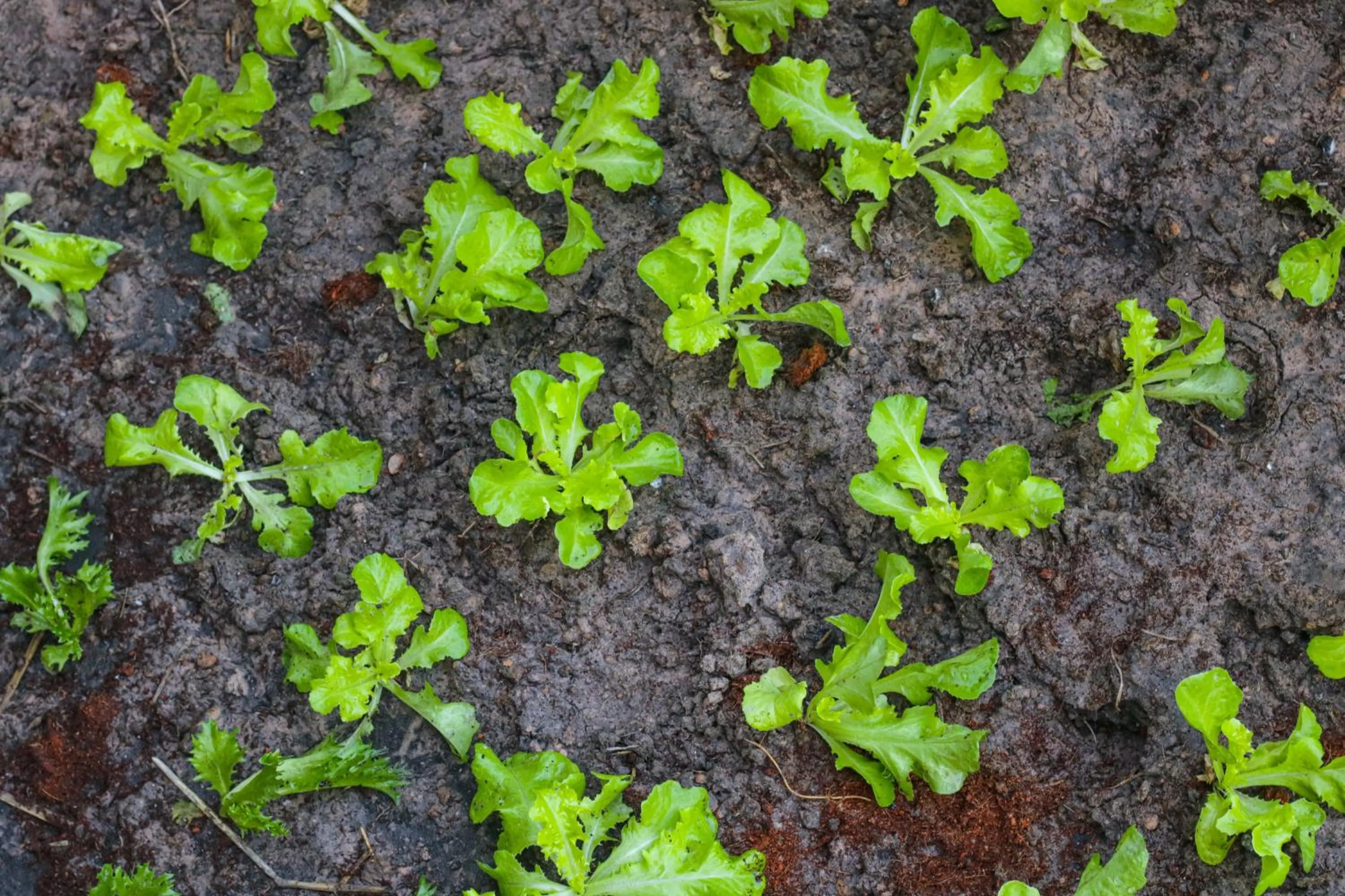 Garden in Brown House Hotel