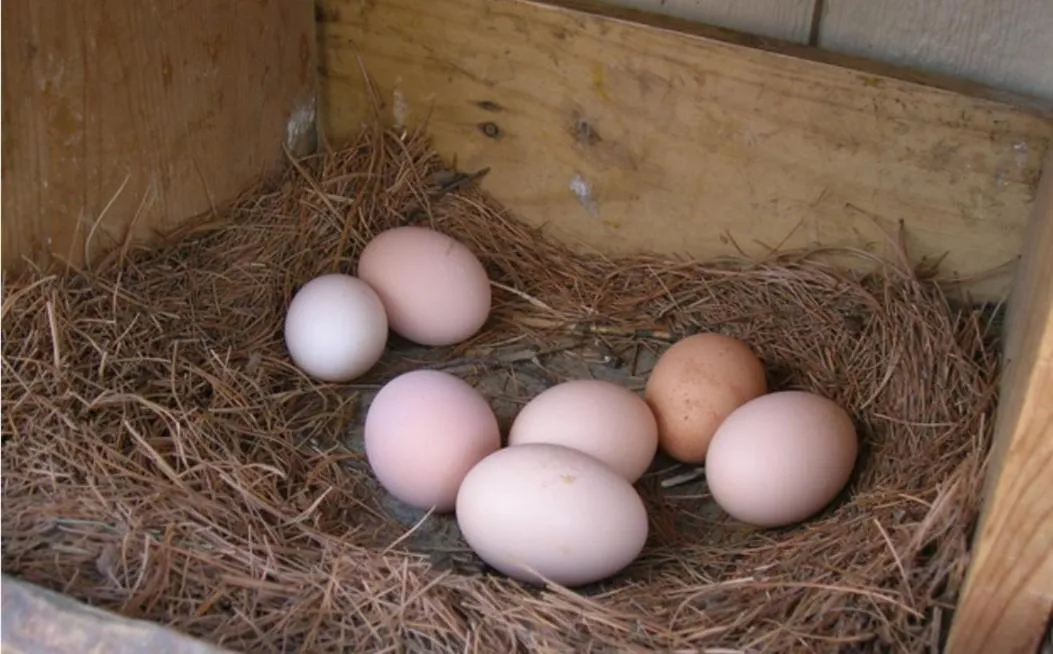 Escale Chambre d'hôtes Au coeur du vieux Profondeville entre Namur et Dinant