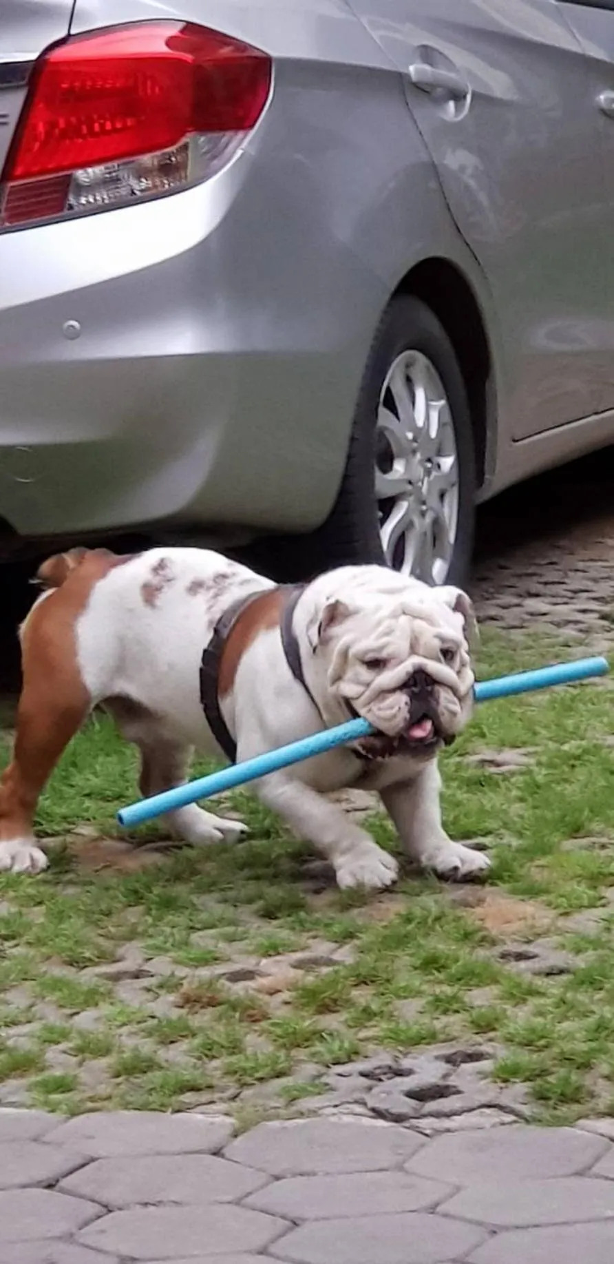 Pets in Gordnuea Boutique House