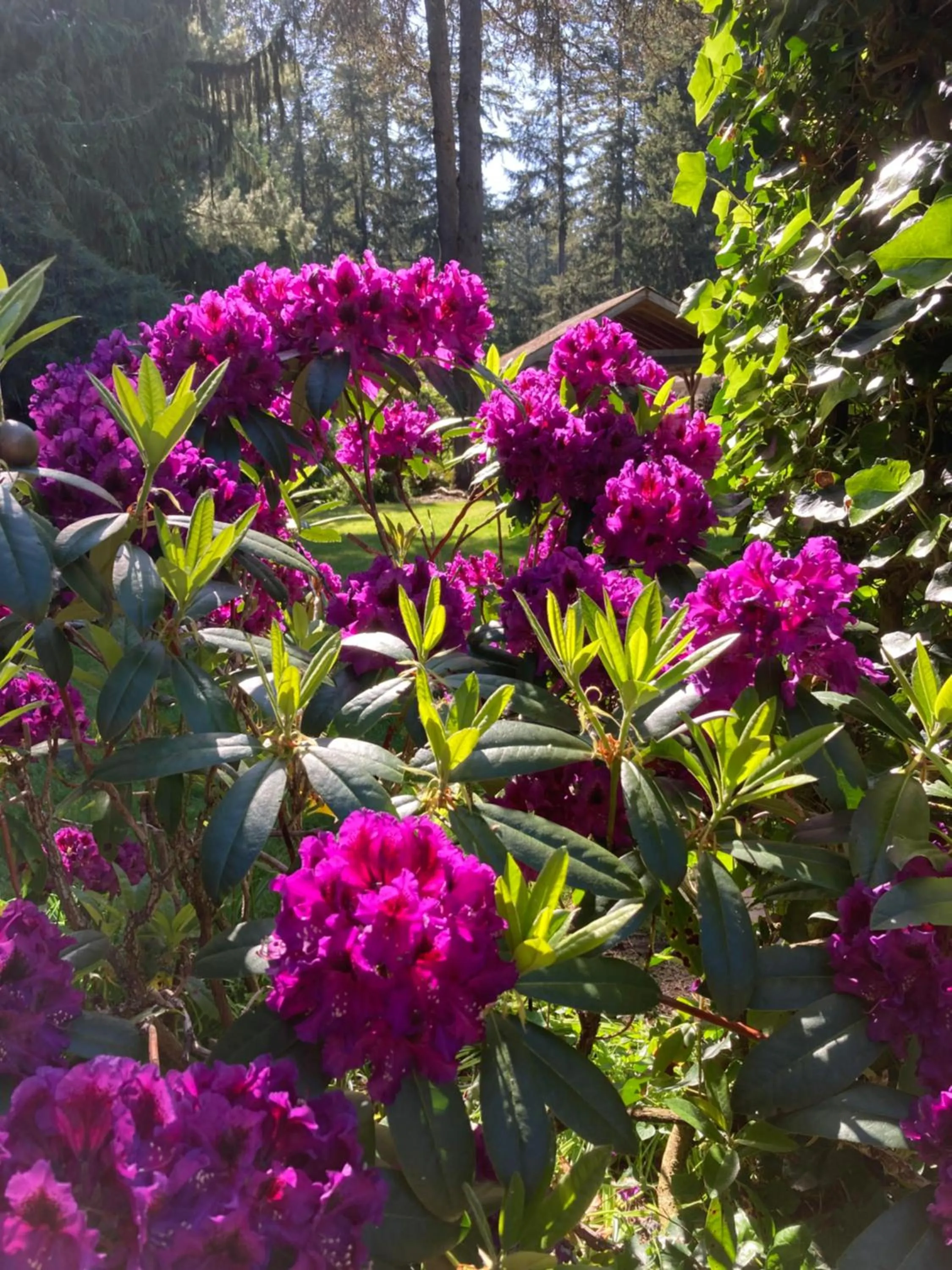 Natural landscape in Cottage Lake Bed and Breakfast