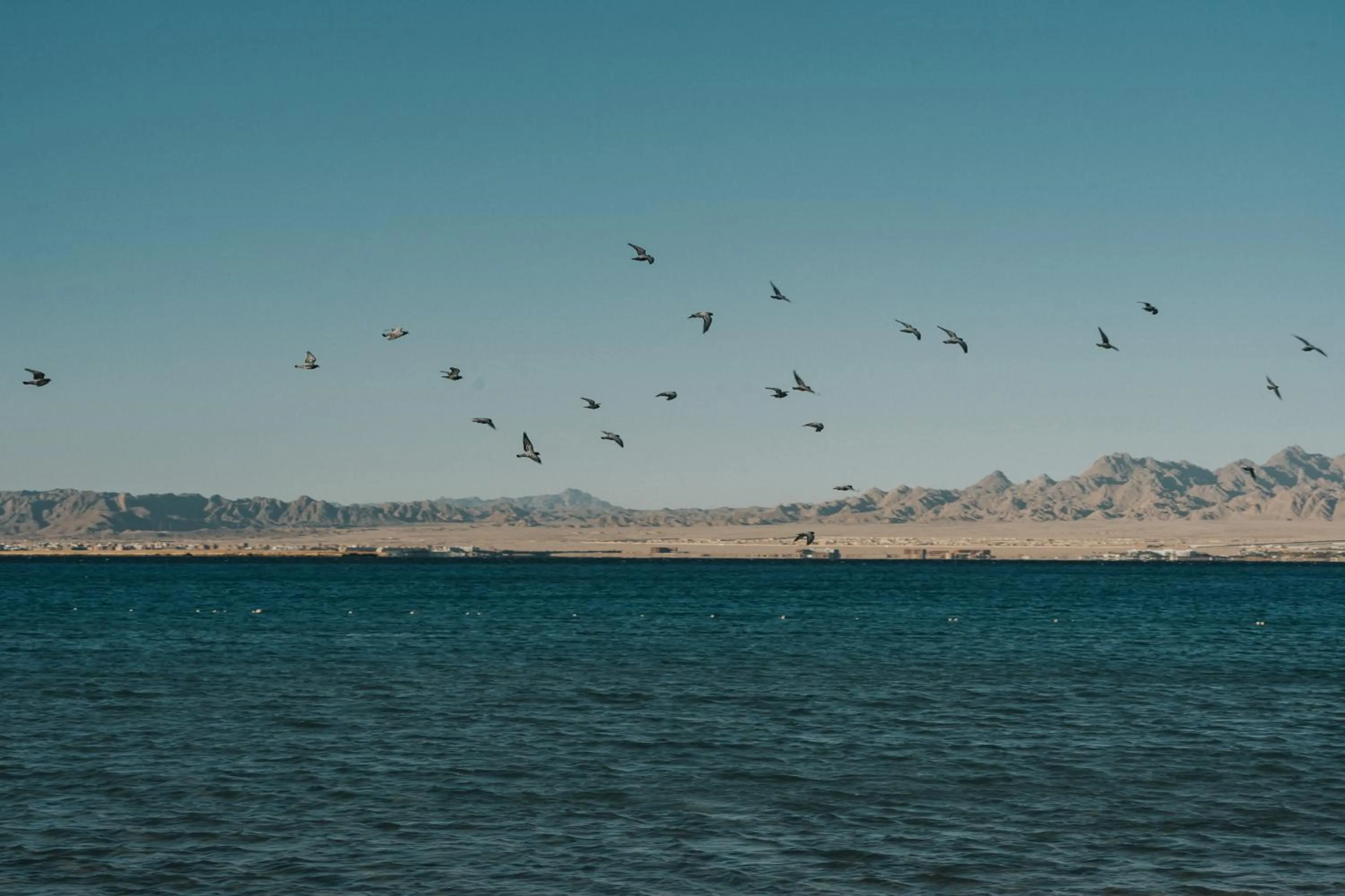 Beach in Sheraton Soma Bay Resort