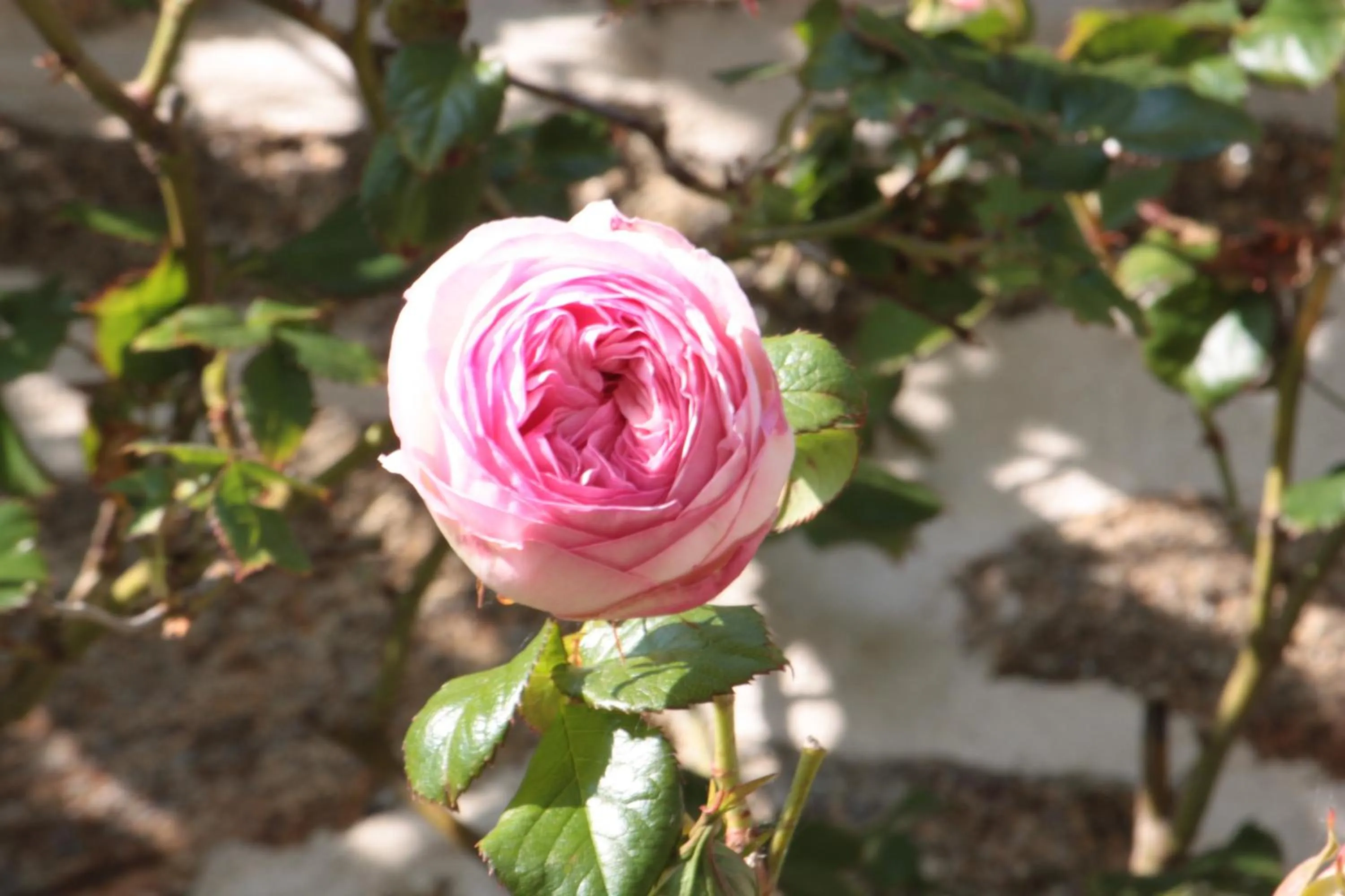 Spring in Le Berceul