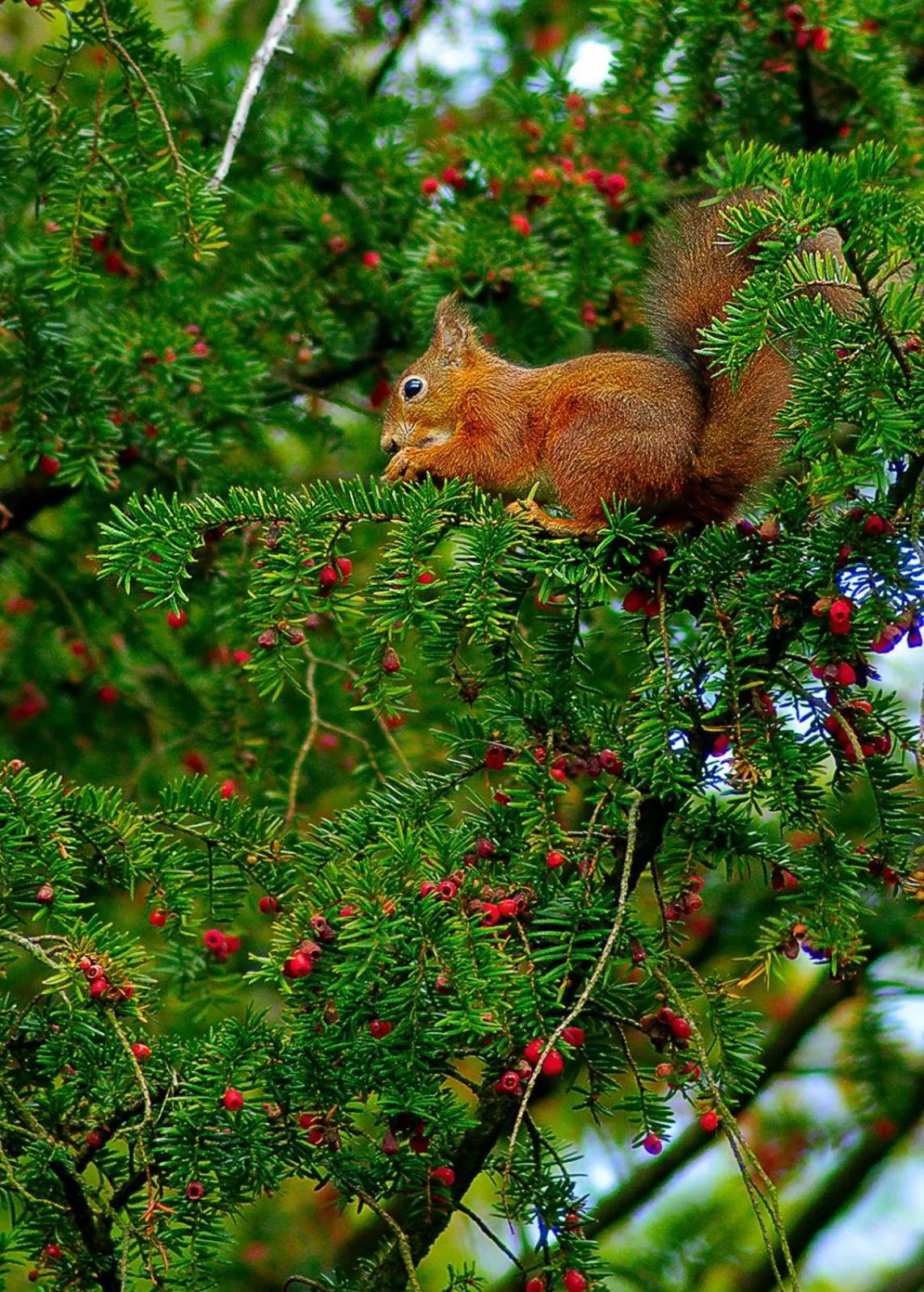 Animals in Waterfront Inn