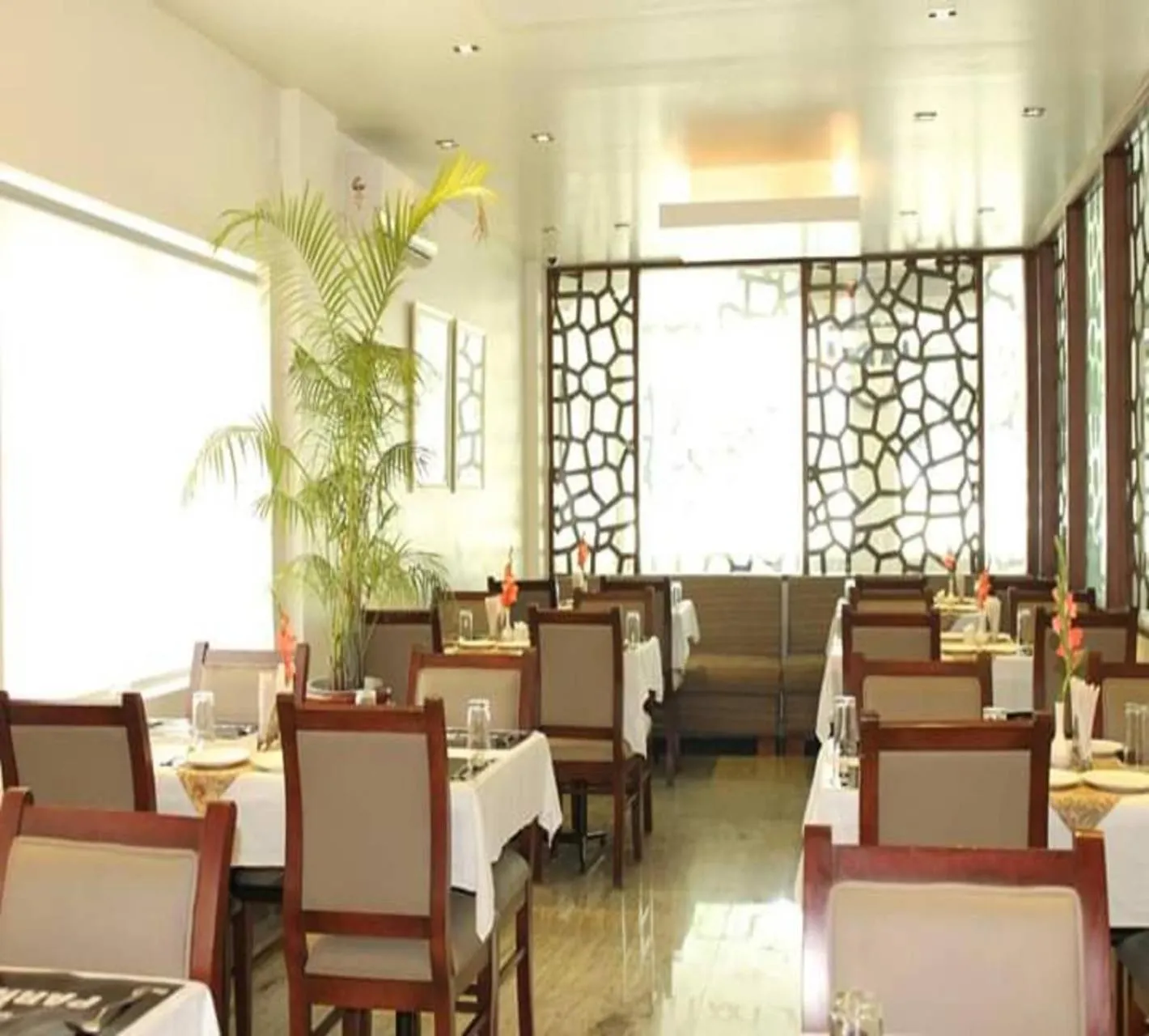 White Parrot