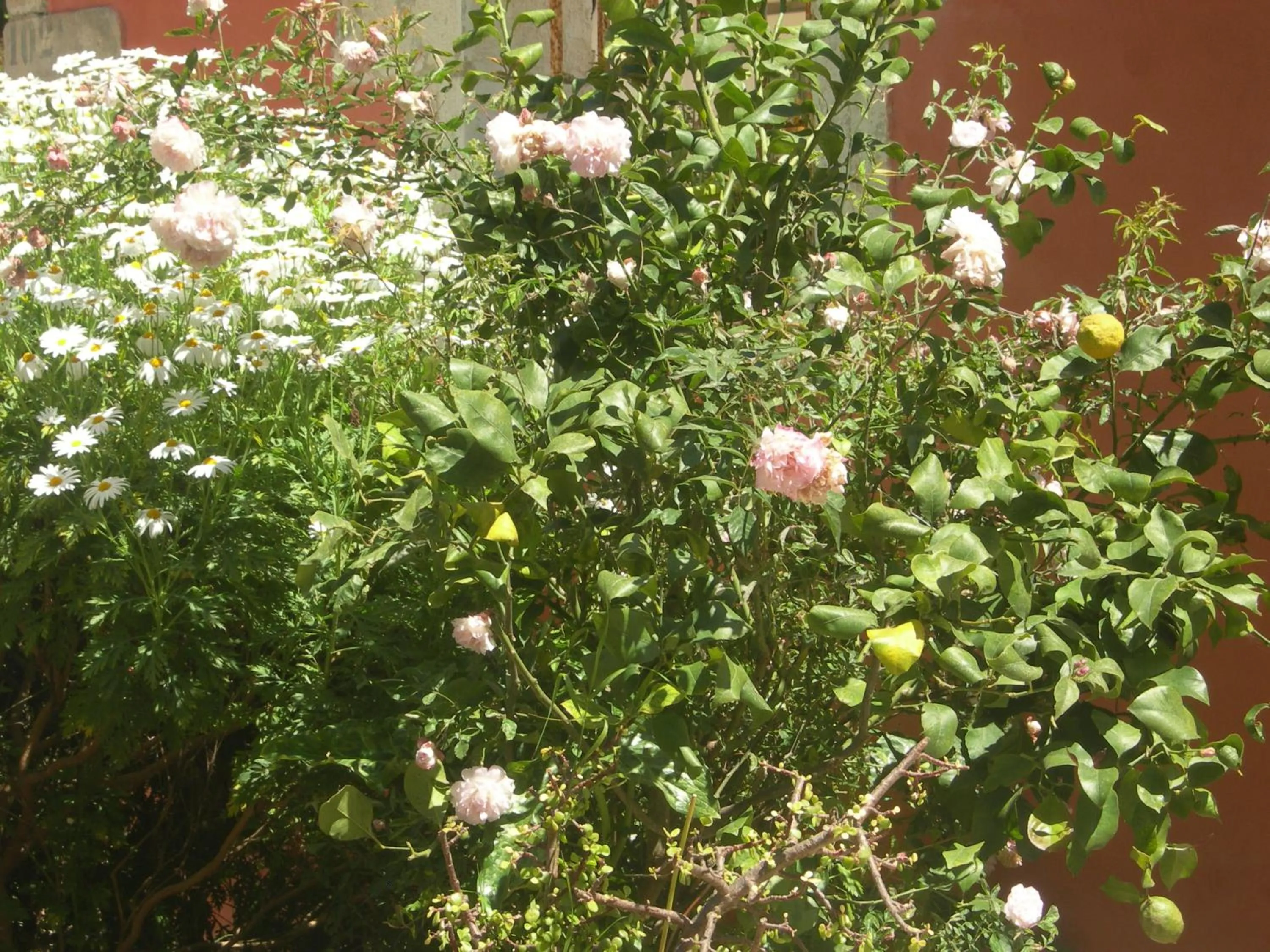 Patio in Modica Garden Resort
