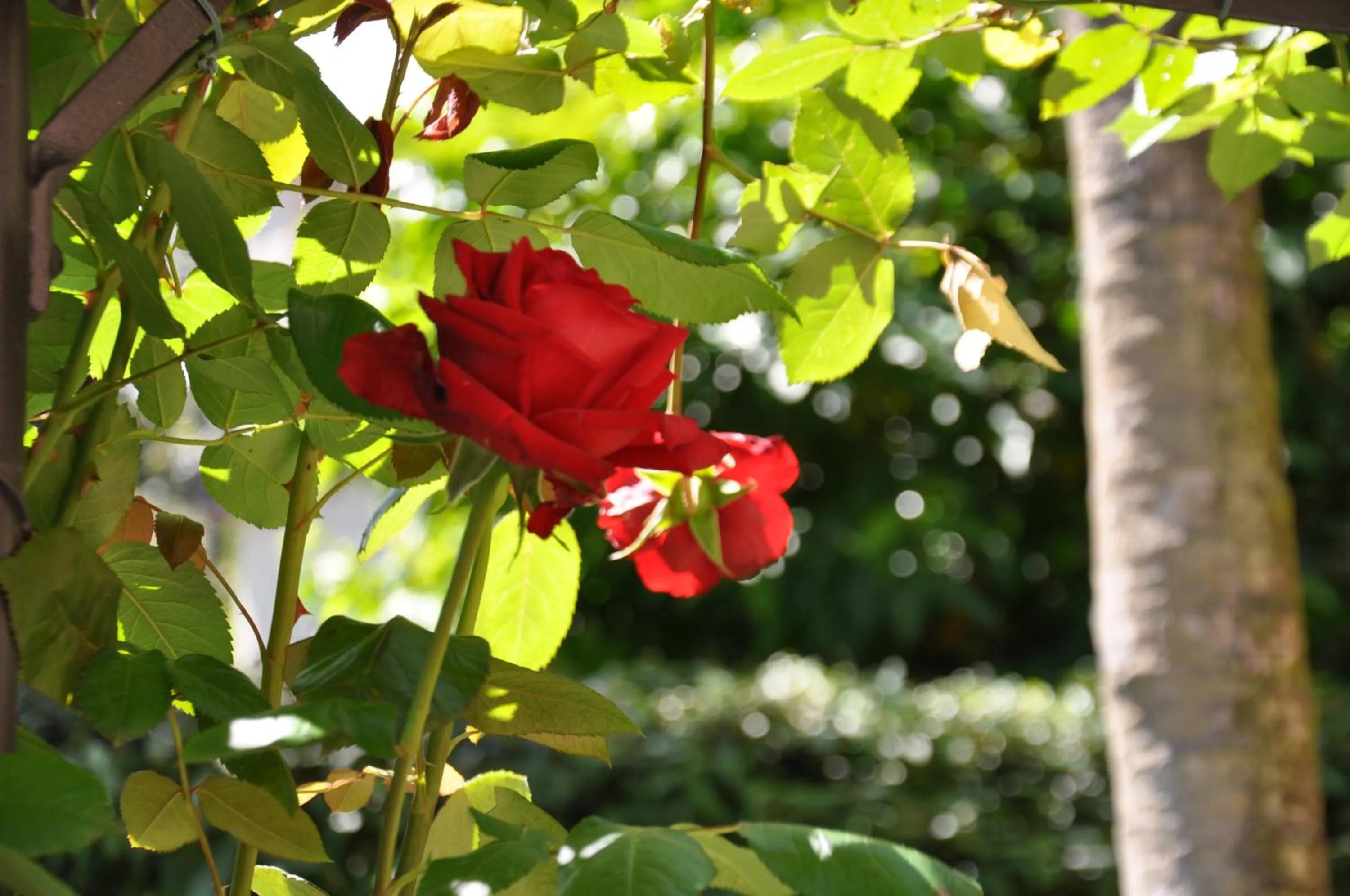 Property building in Casa Lari Stresa