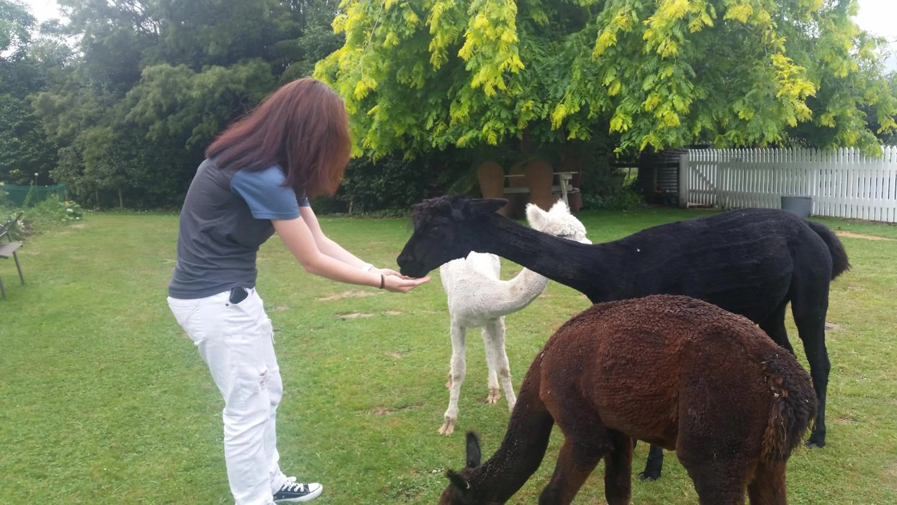 Animals in Homestead B&B Cambridge