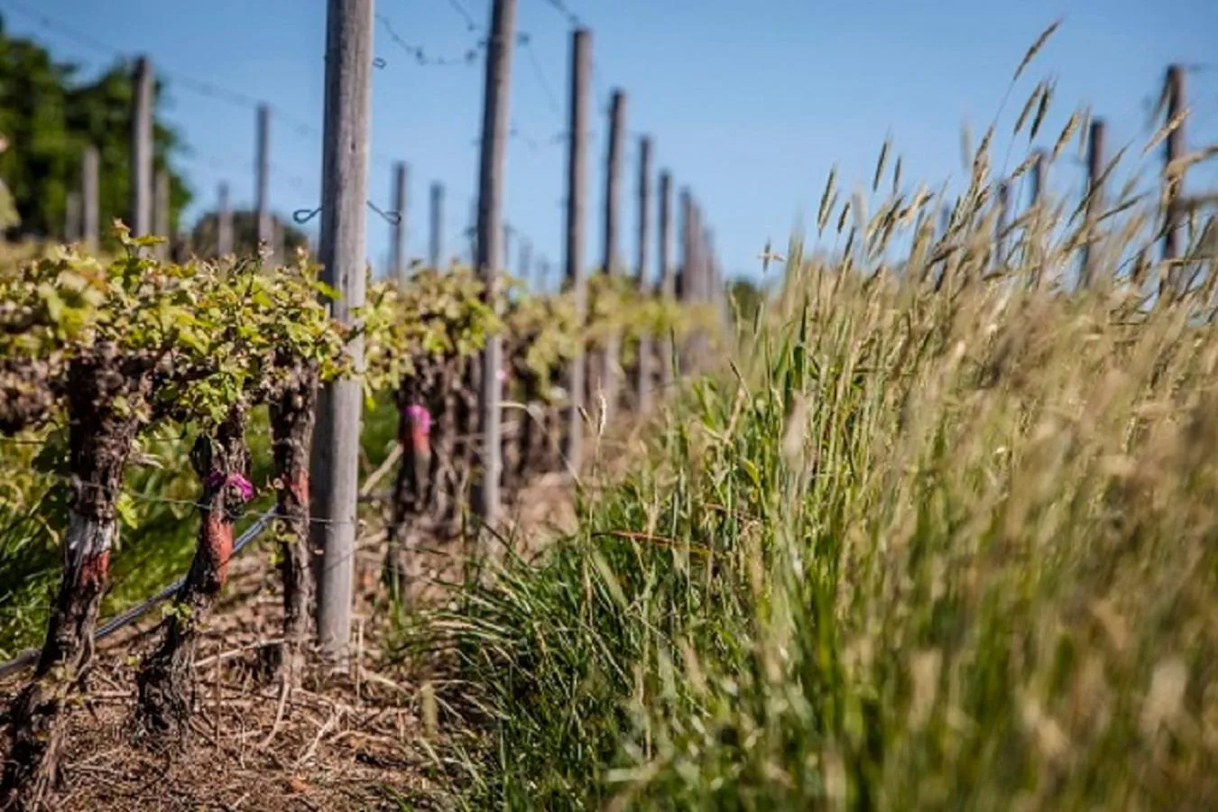 Spring in Domaine Coutelier