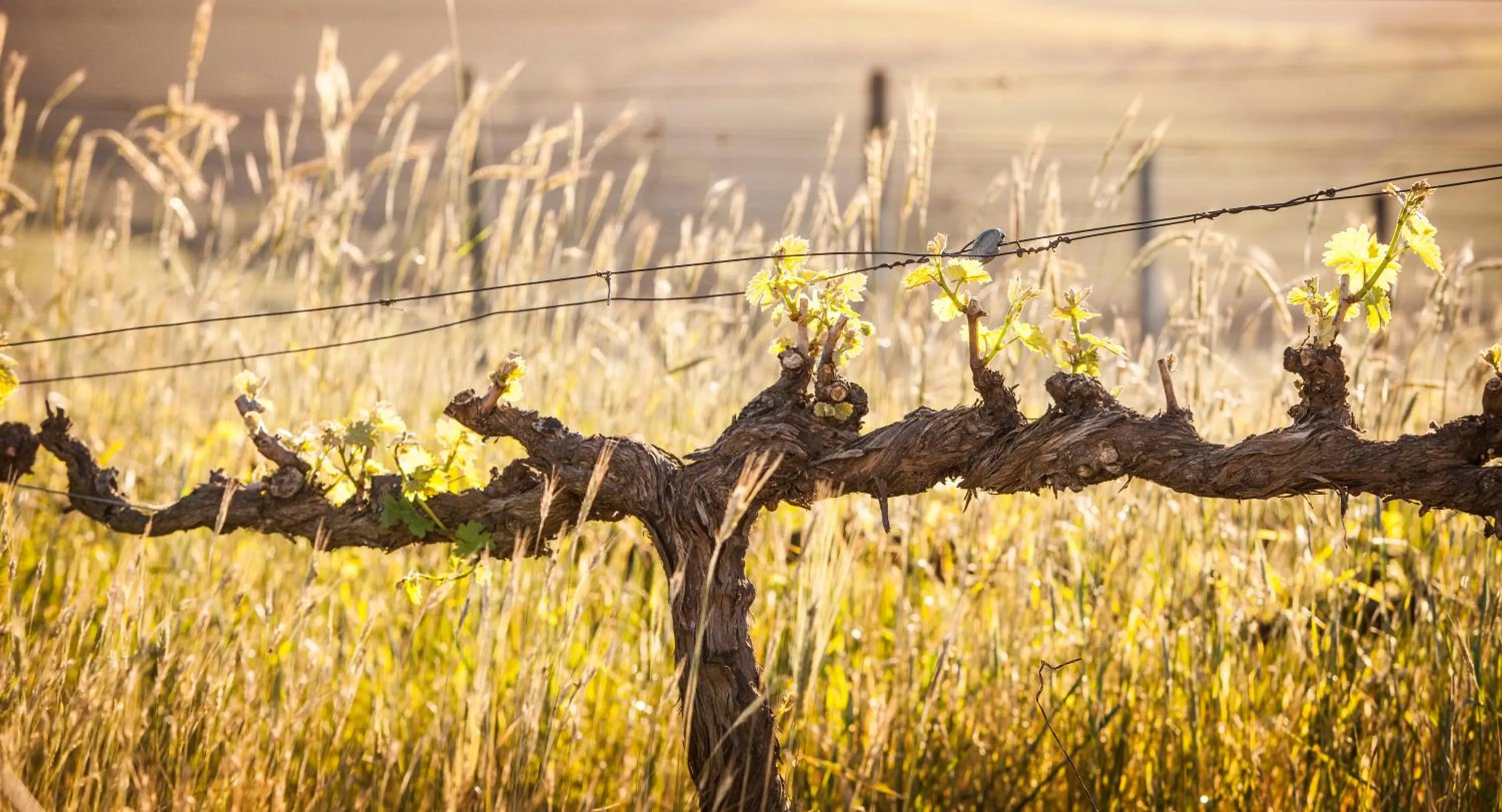 Spring in Domaine Coutelier