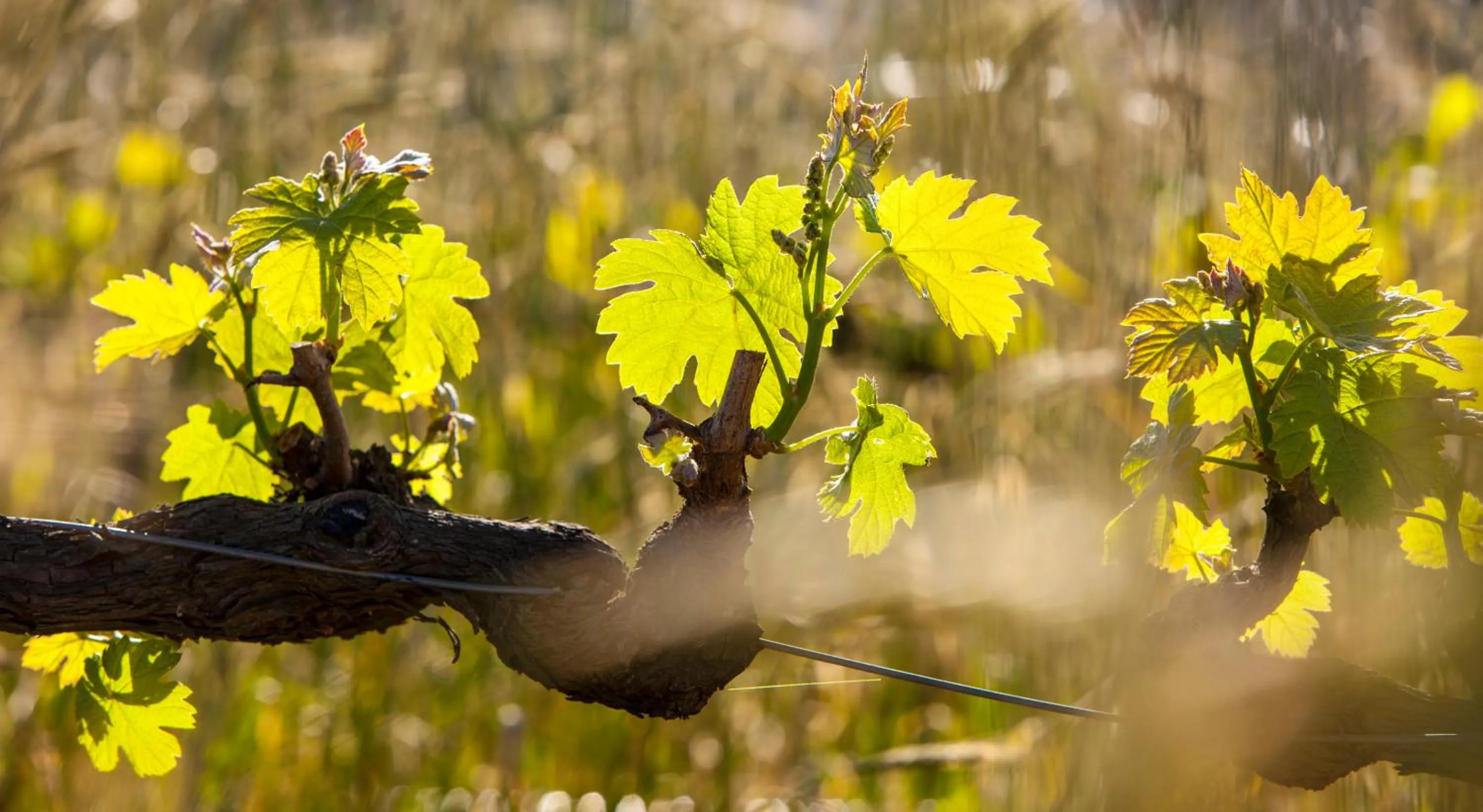 Spring in Domaine Coutelier