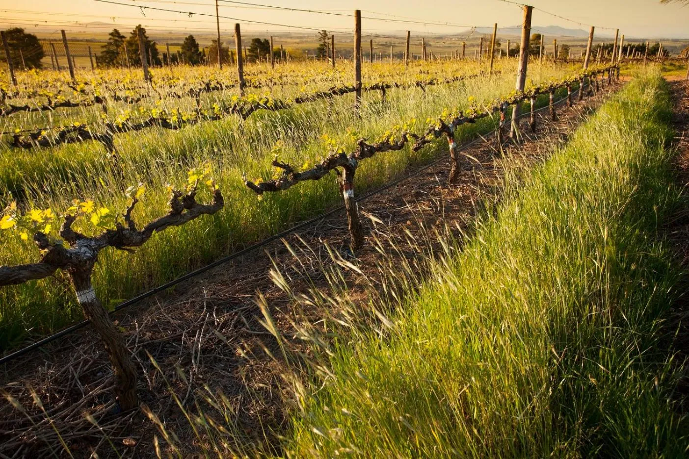Spring in Domaine Coutelier