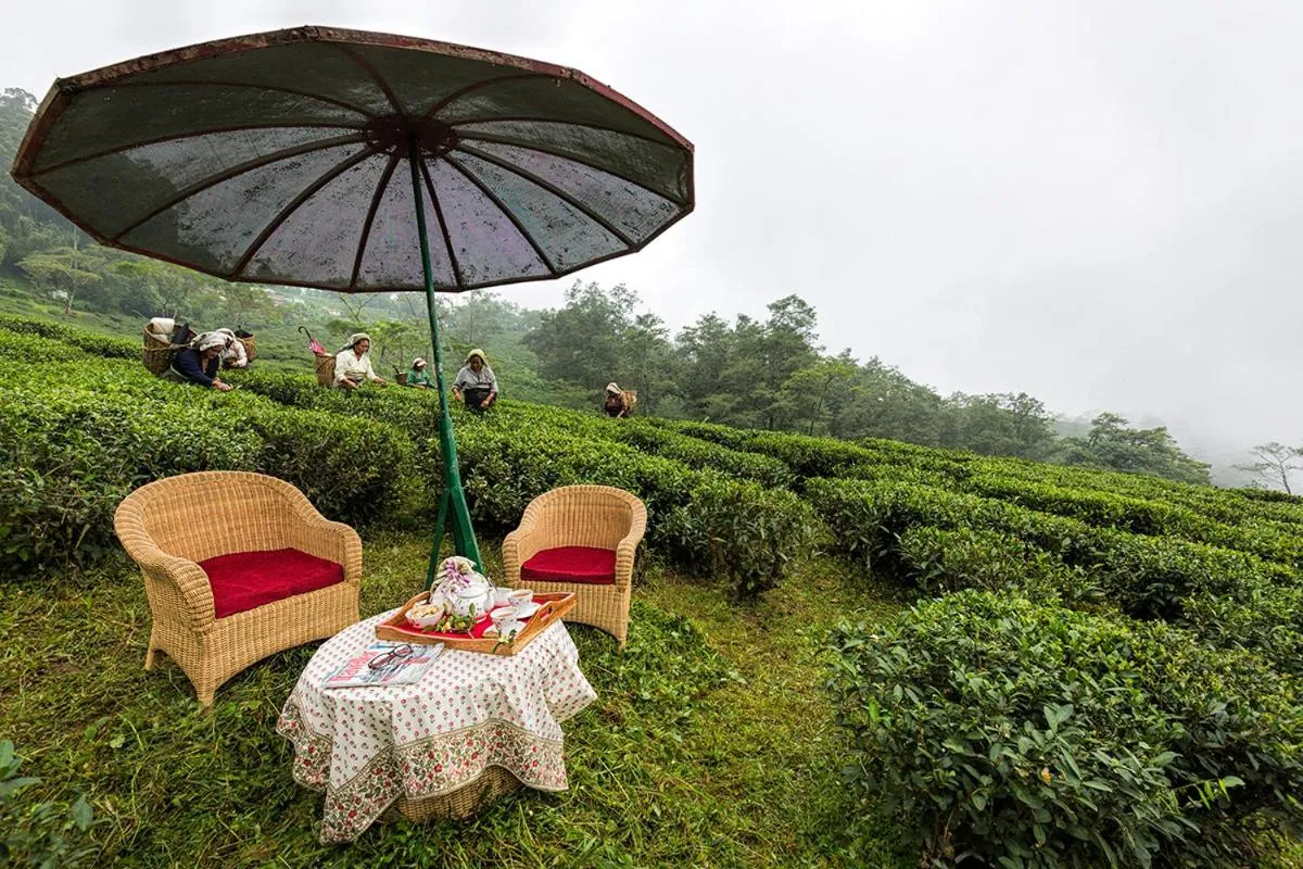 Activities in Ging Tea House