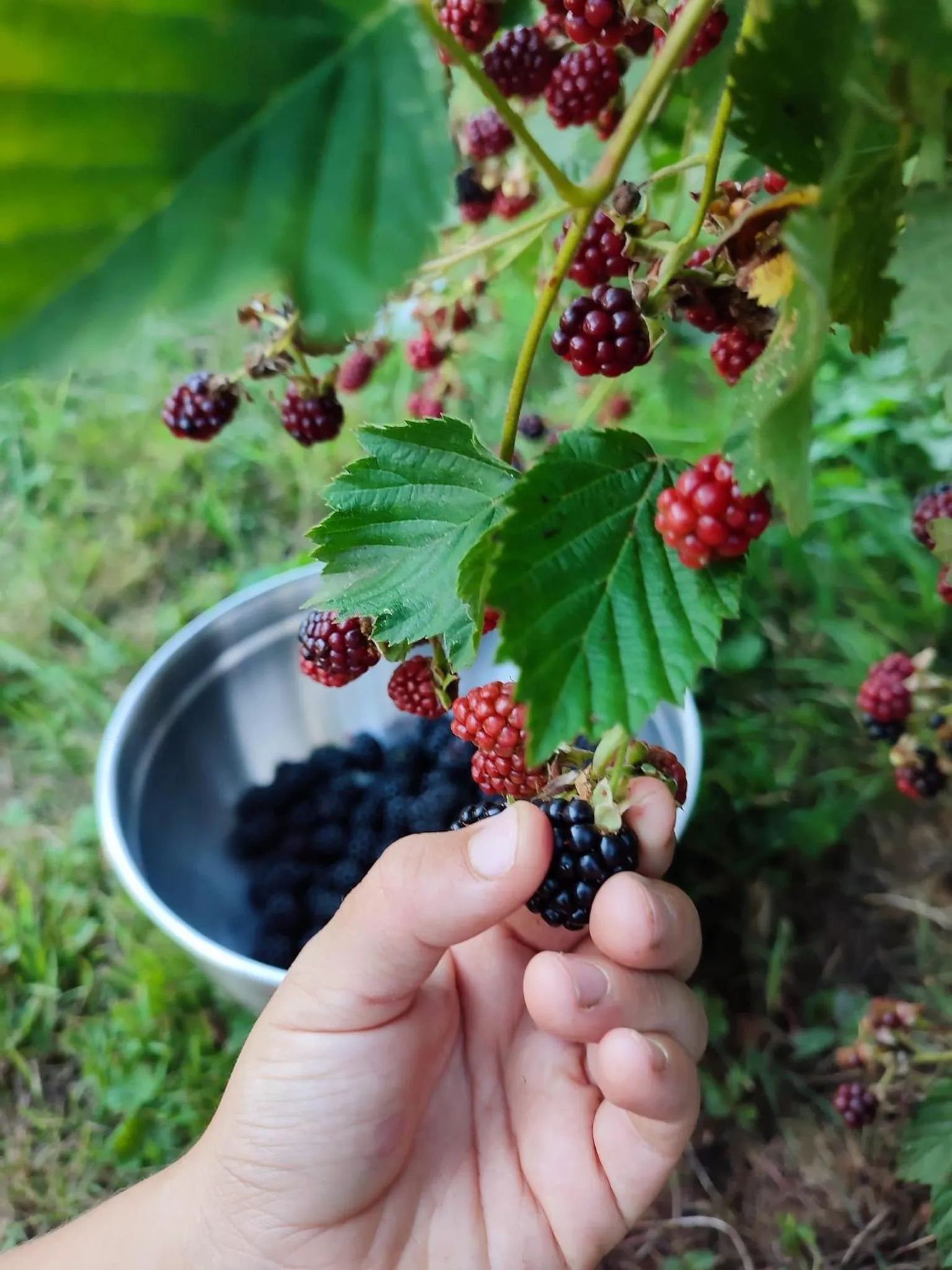 Garden in Terres de la Grange B&B