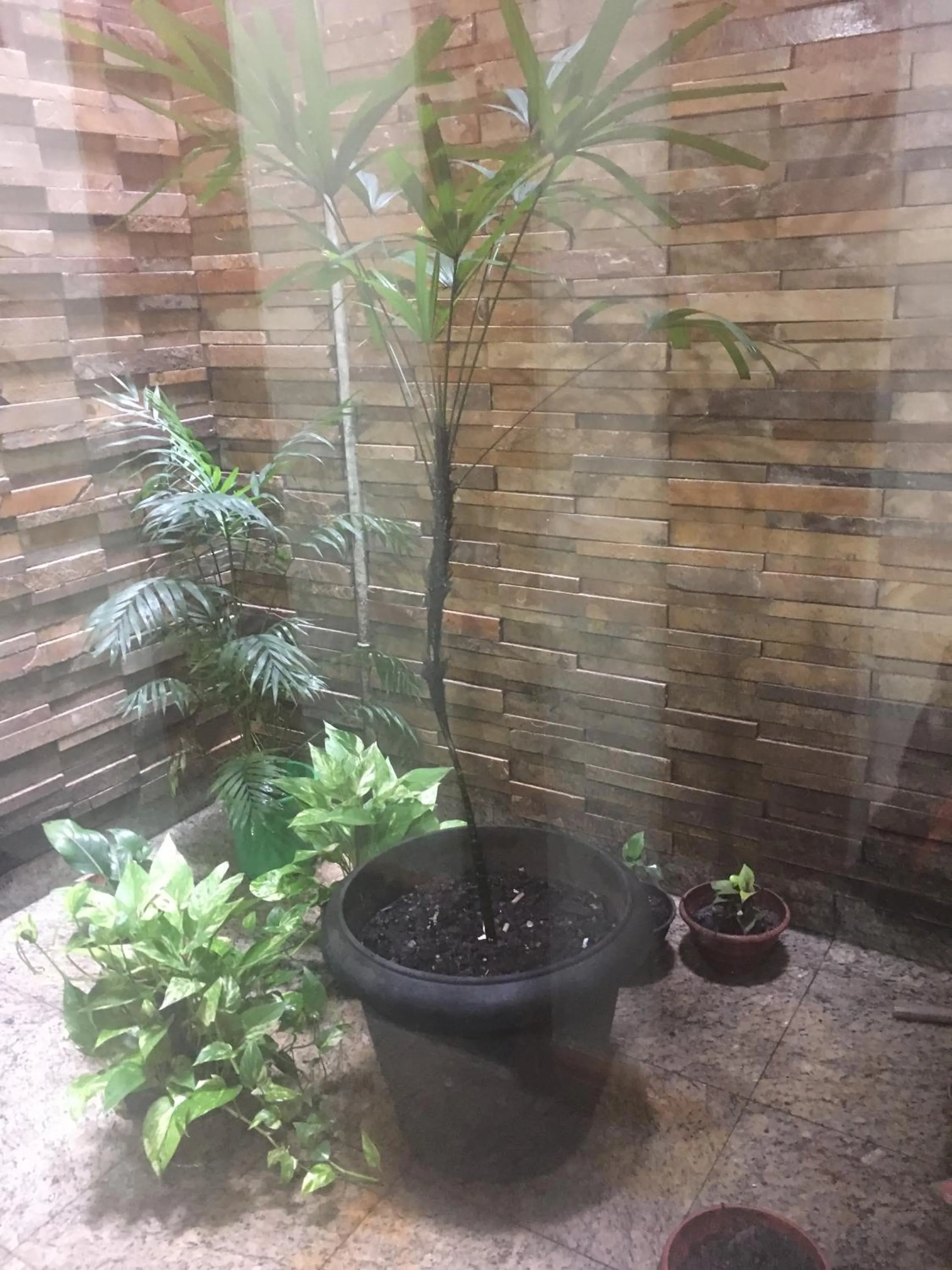 Garden in Hotel Grão Para