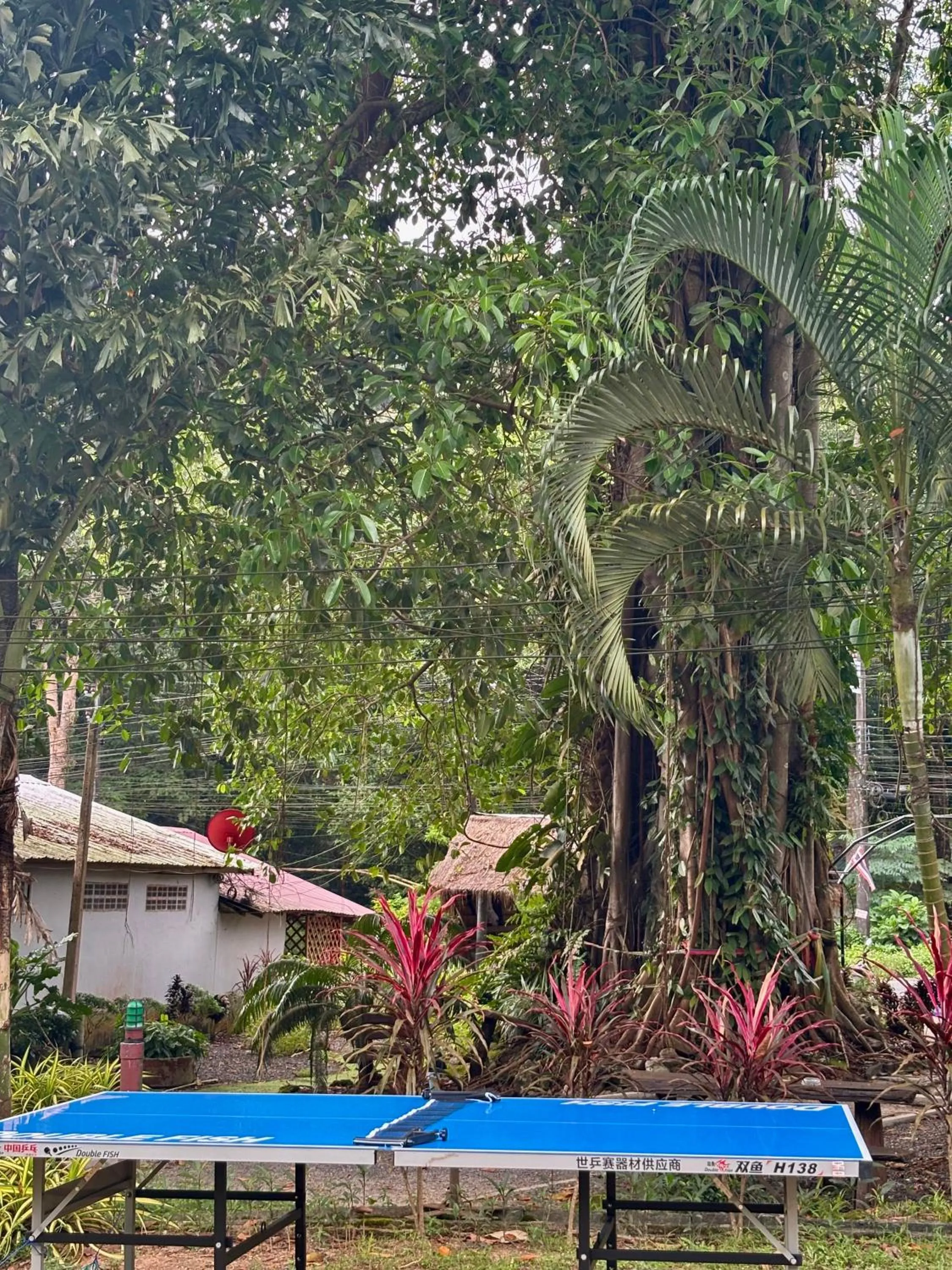Table tennis in Grand Tree