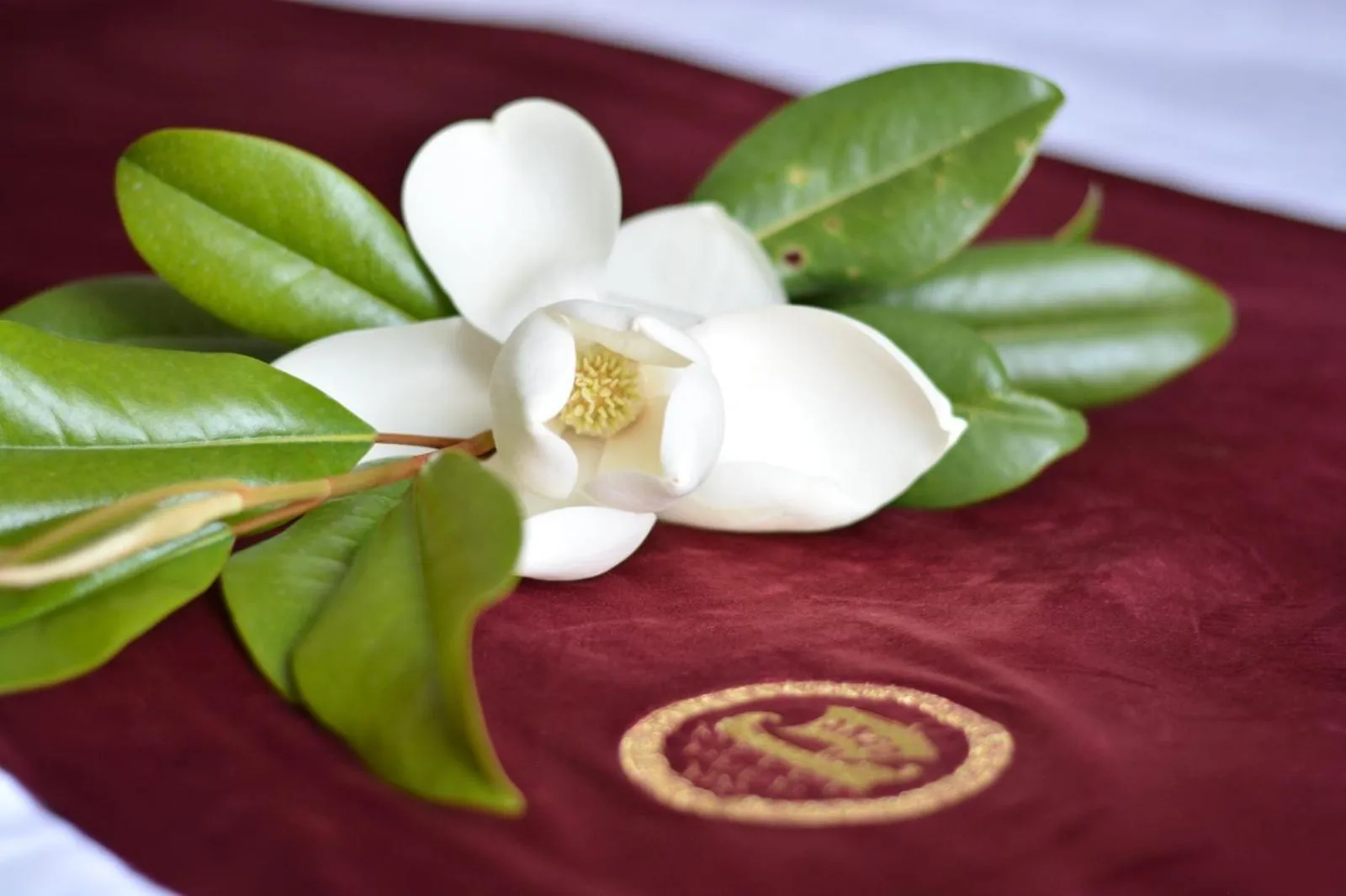 Logo/Certificate/Sign in Boutique Hotel Argo