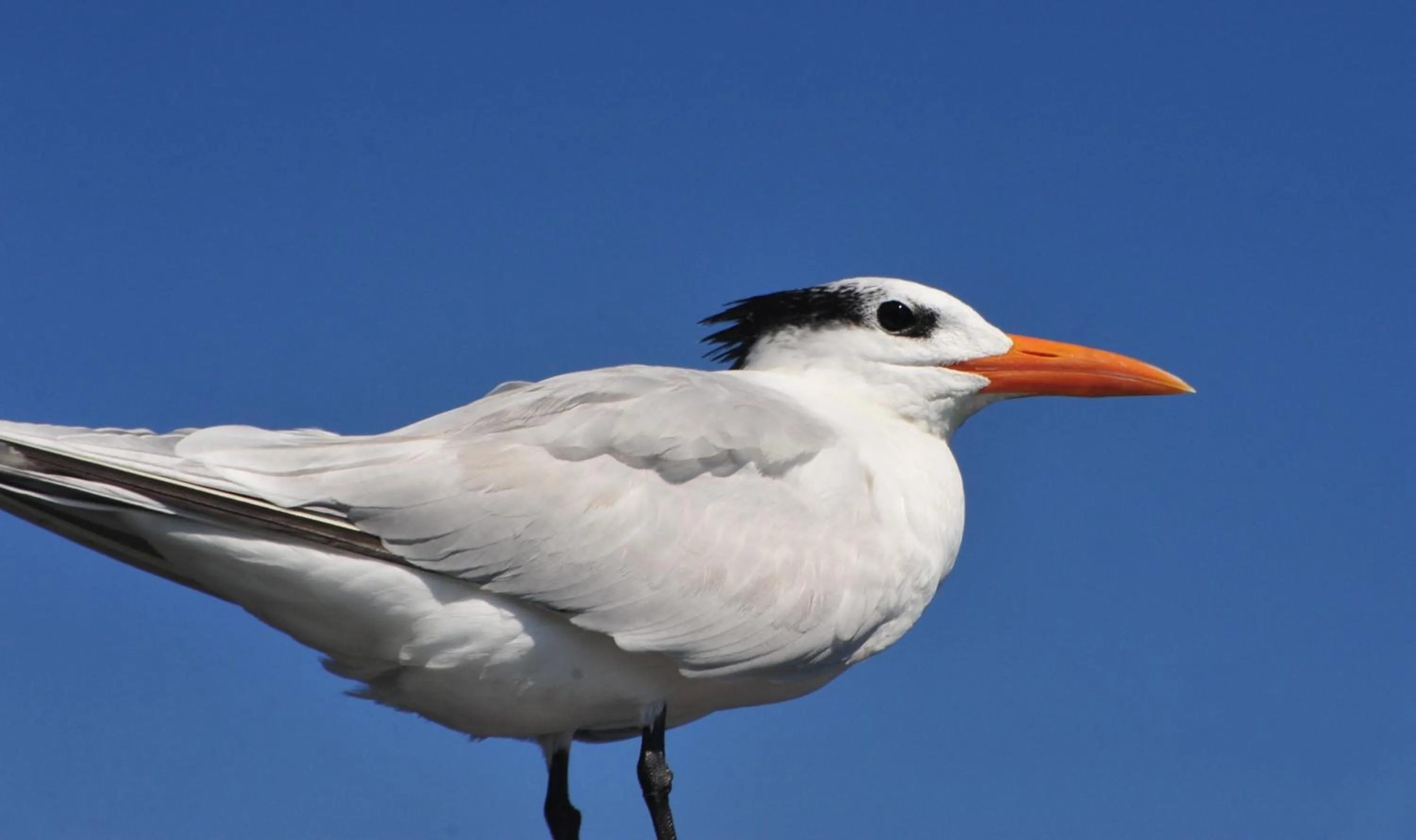 Other Animals in Ecobiosfera