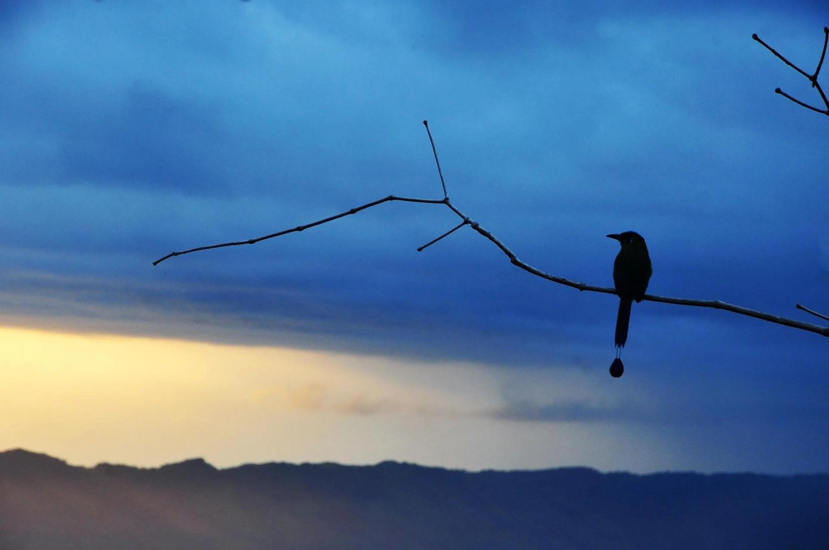 Other Animals in Ecobiosfera