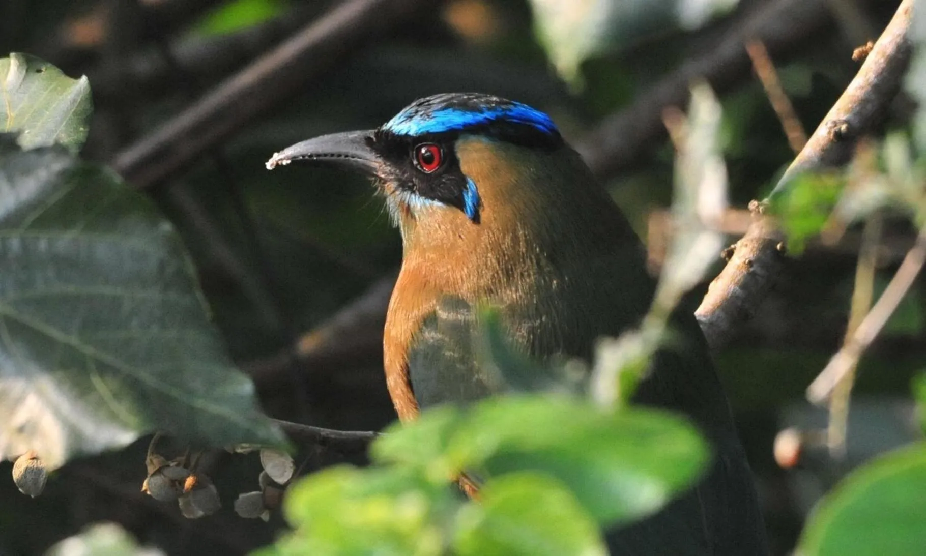 Other Animals in Ecobiosfera