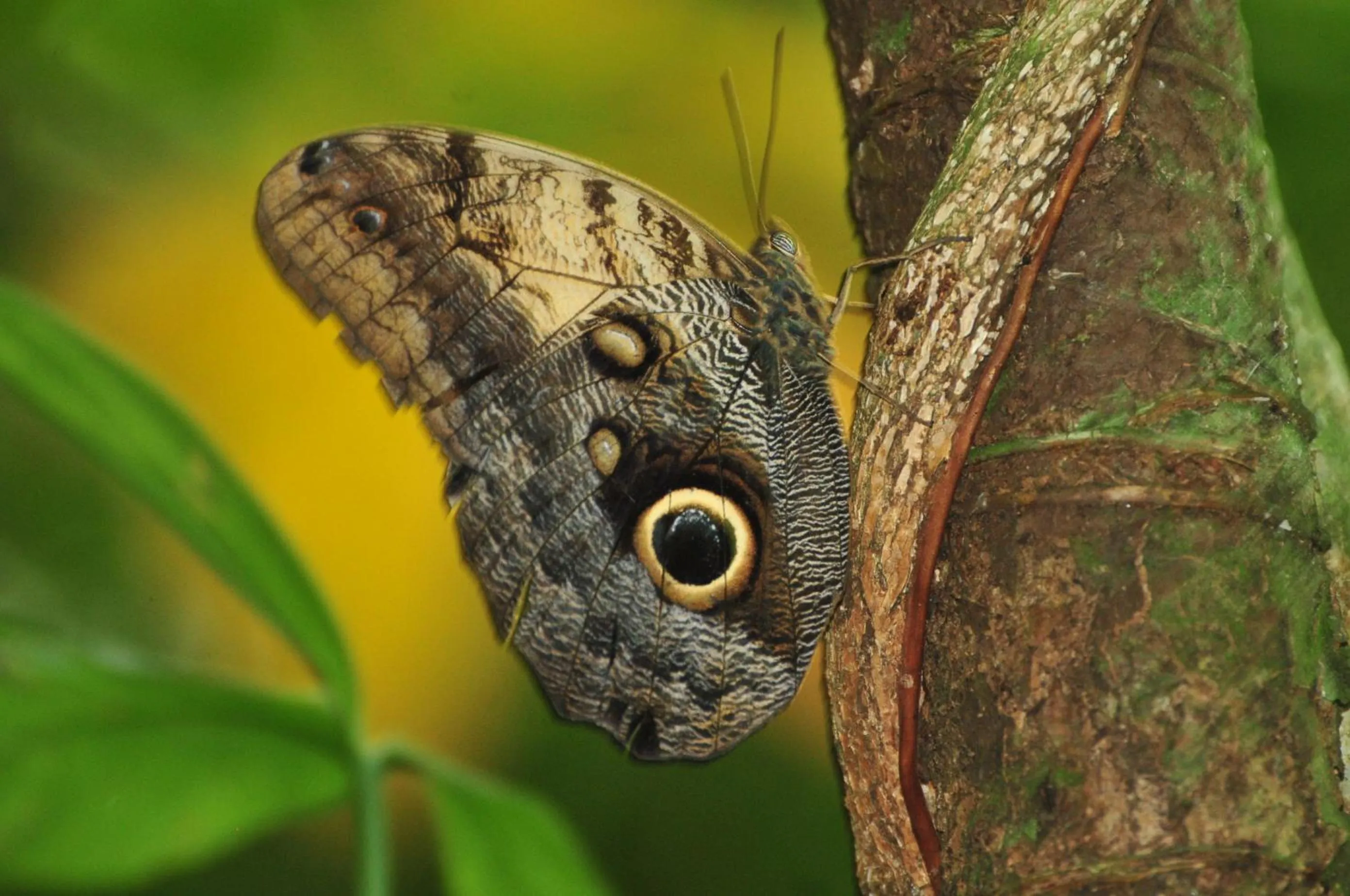 Other Animals in Ecobiosfera