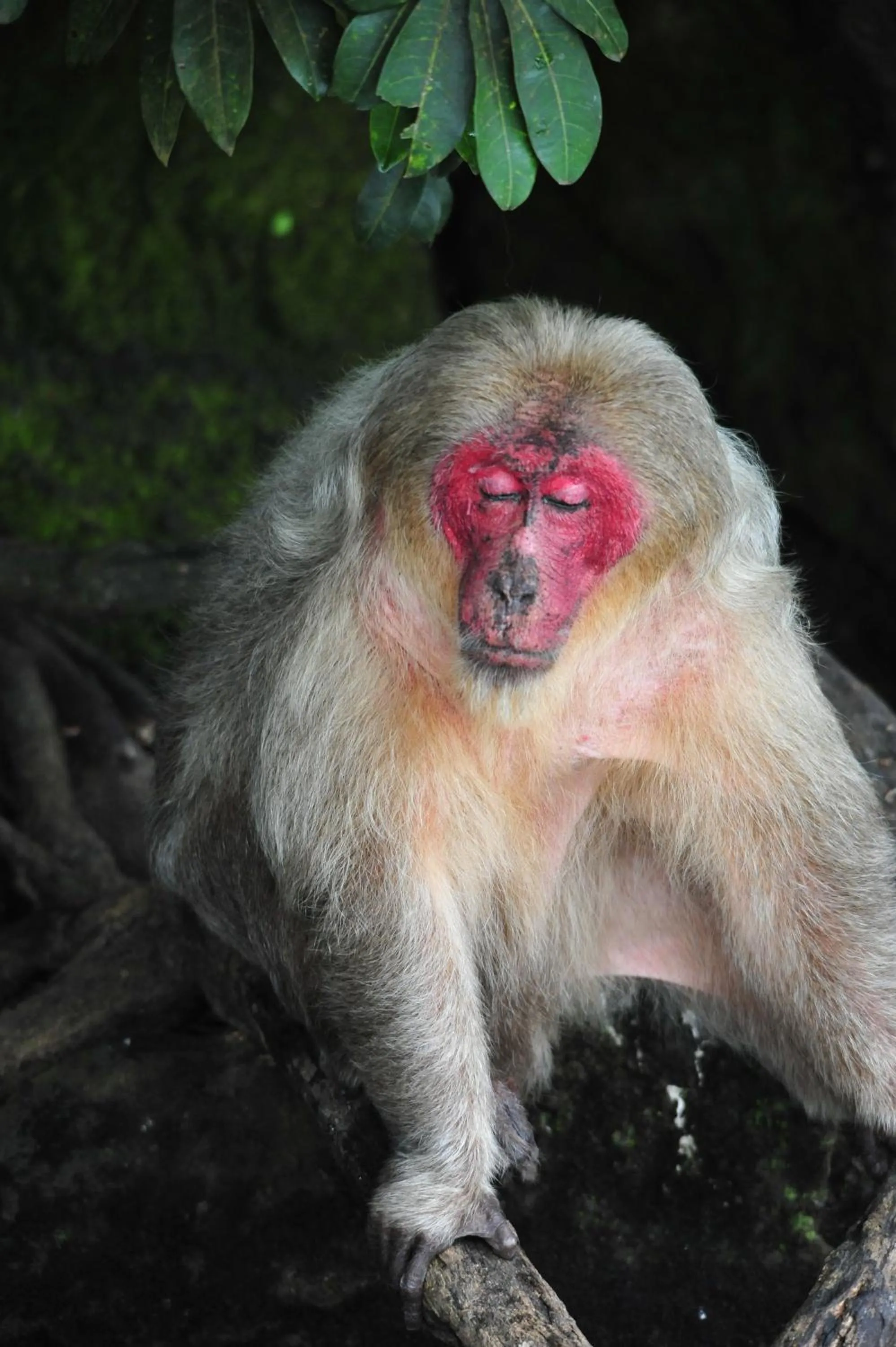 Other Animals in Ecobiosfera