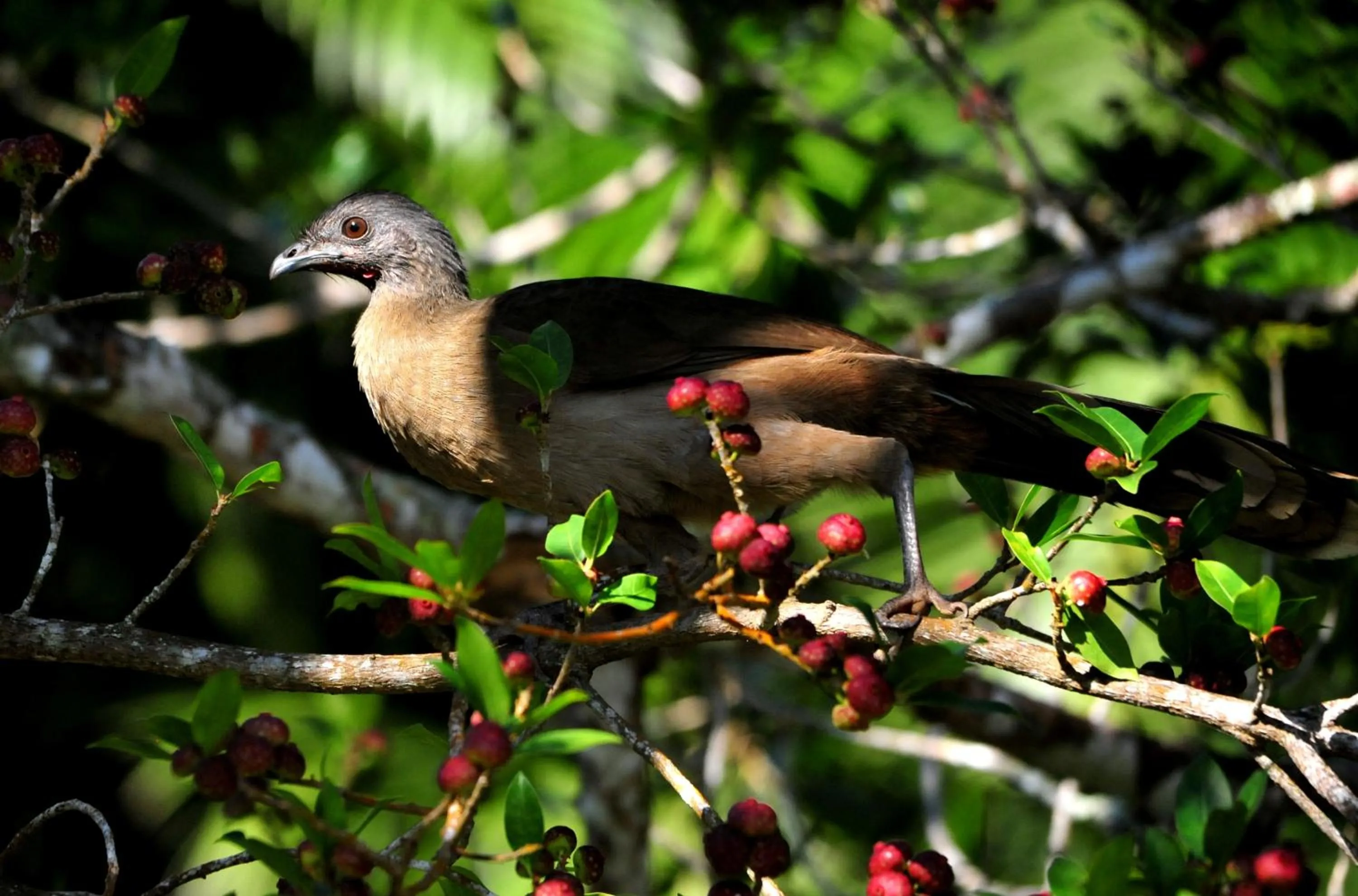 Other Animals in Ecobiosfera