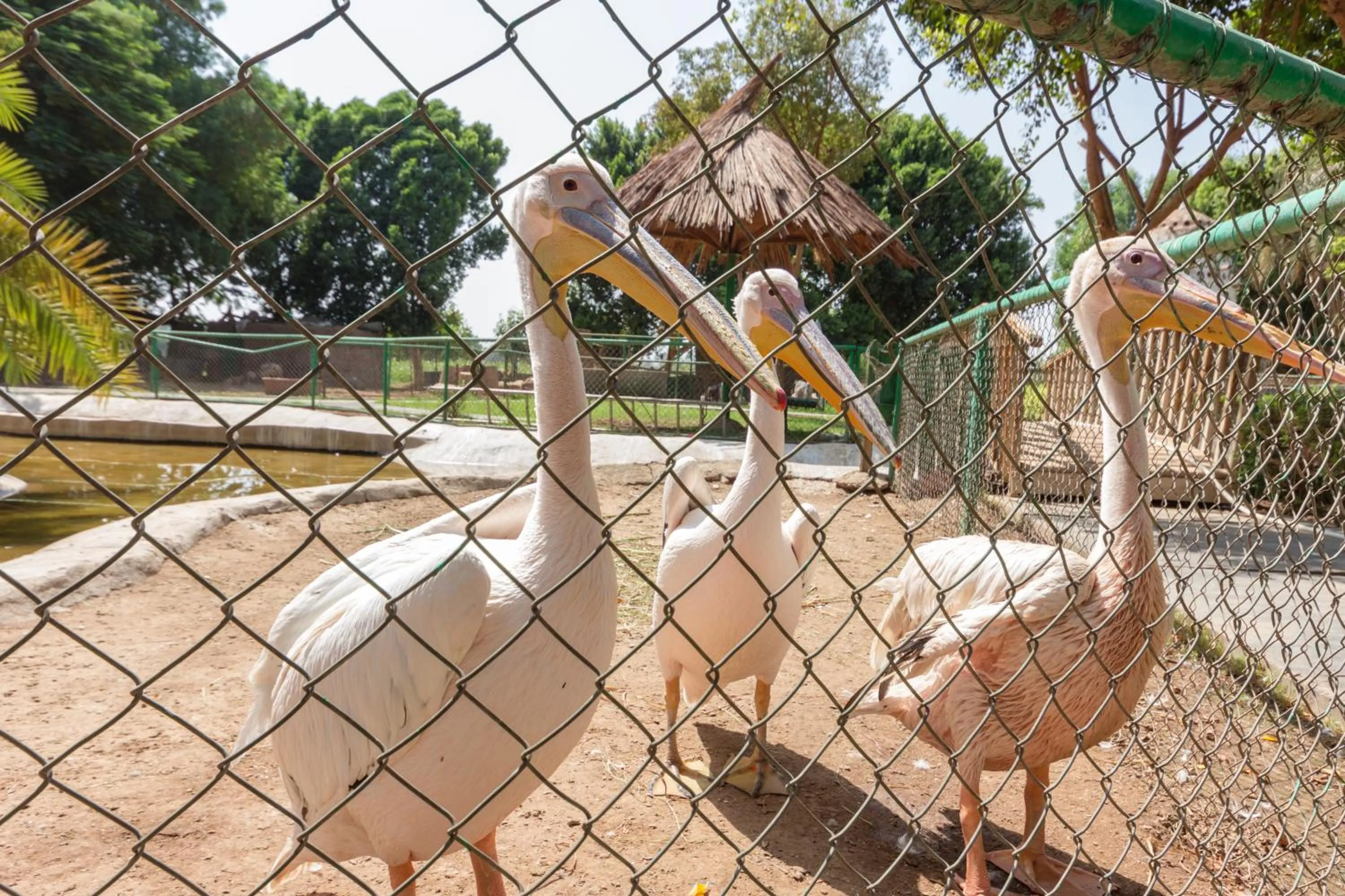 Pets in Jolie Ville Hotel & Spa Kings Island Luxor