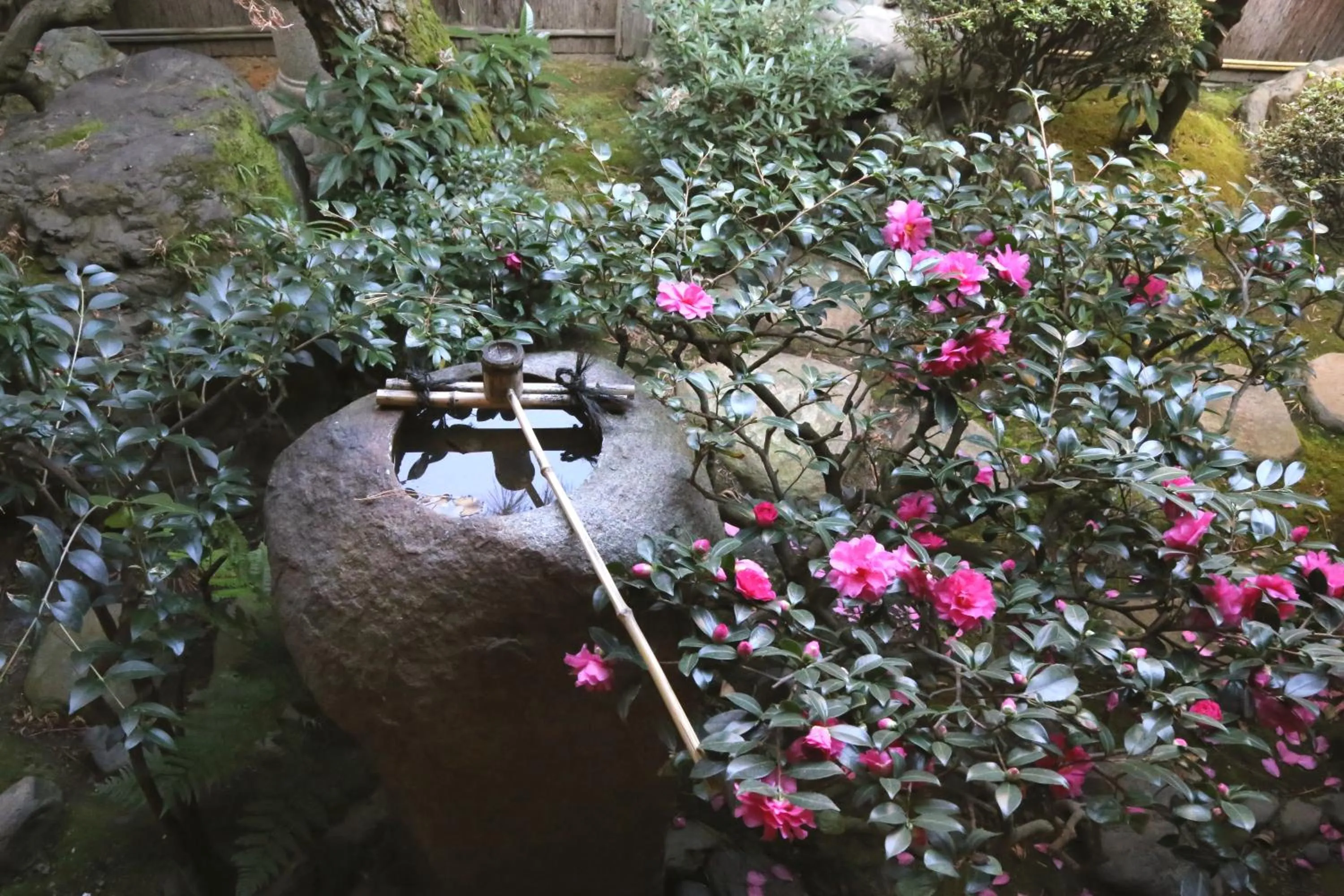 Garden, Other Animals in Show-an Machiya Inn
