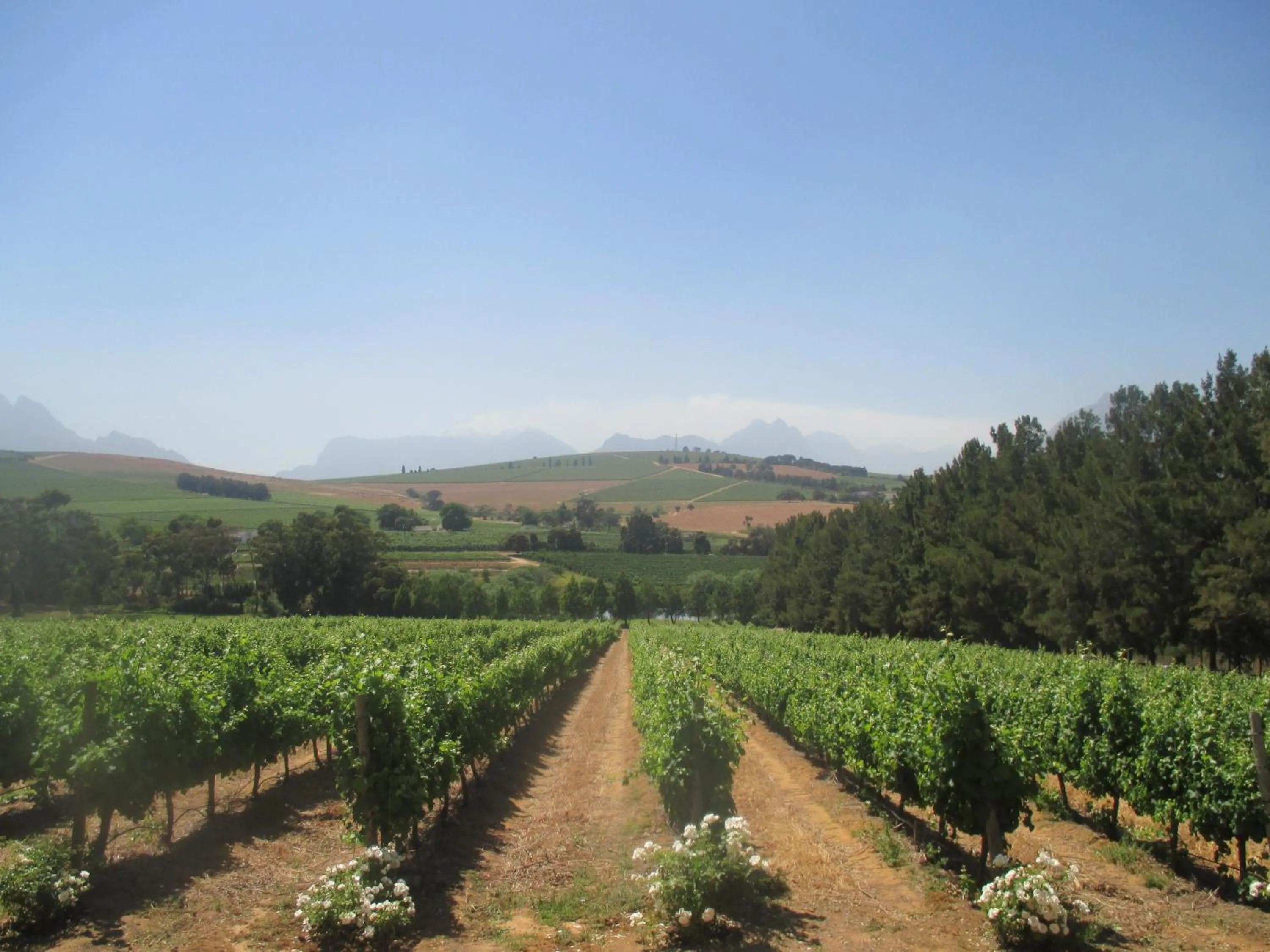 Restaurant/places to eat in Clos Malverne Wine Estate