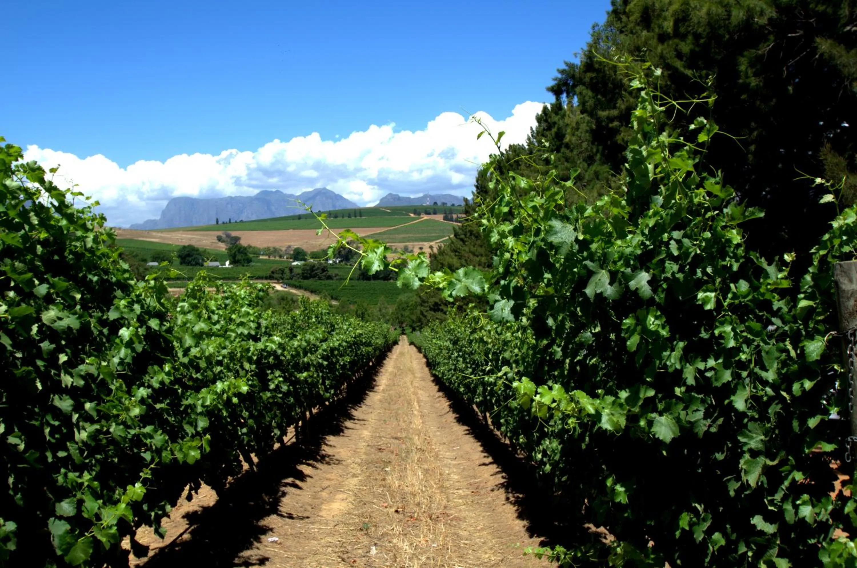 View (from property/room) in Clos Malverne Wine Estate