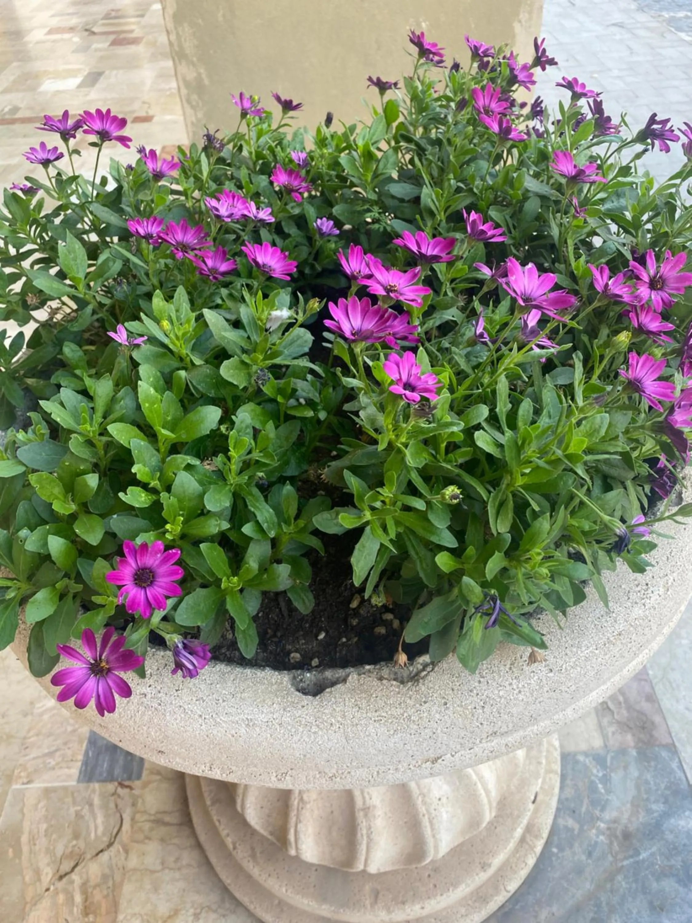 Casa vacanza La Ninfea intera casa