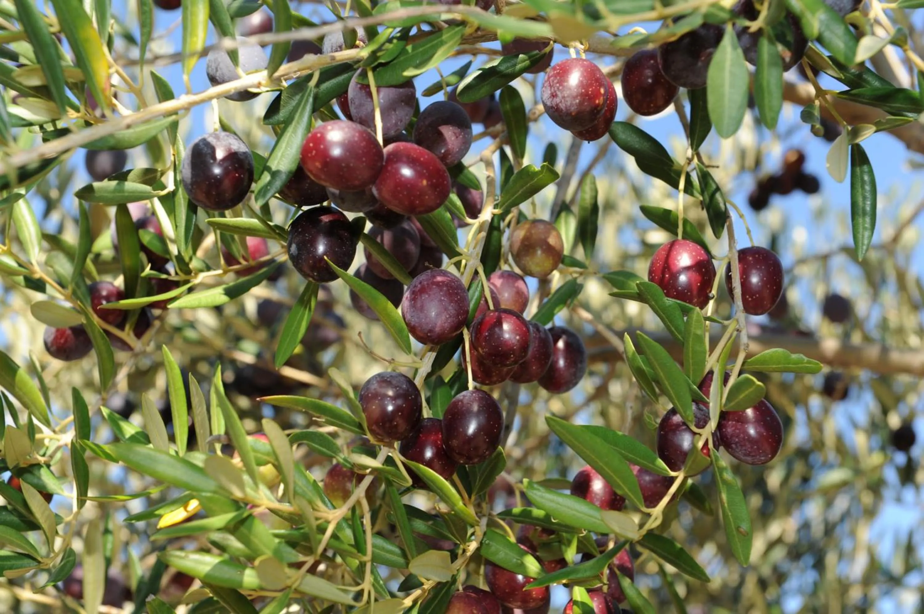 Other in Mobile Homes Holiday Olive Garden