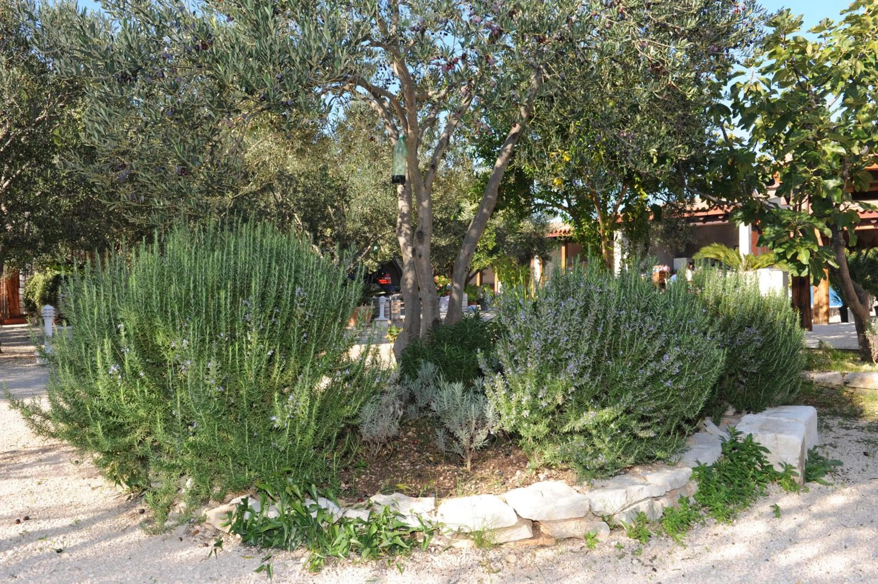 Garden in Mobile Homes Holiday Olive Garden