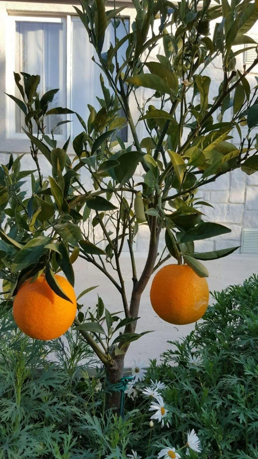 Garden in Mobile Homes Holiday Olive Garden