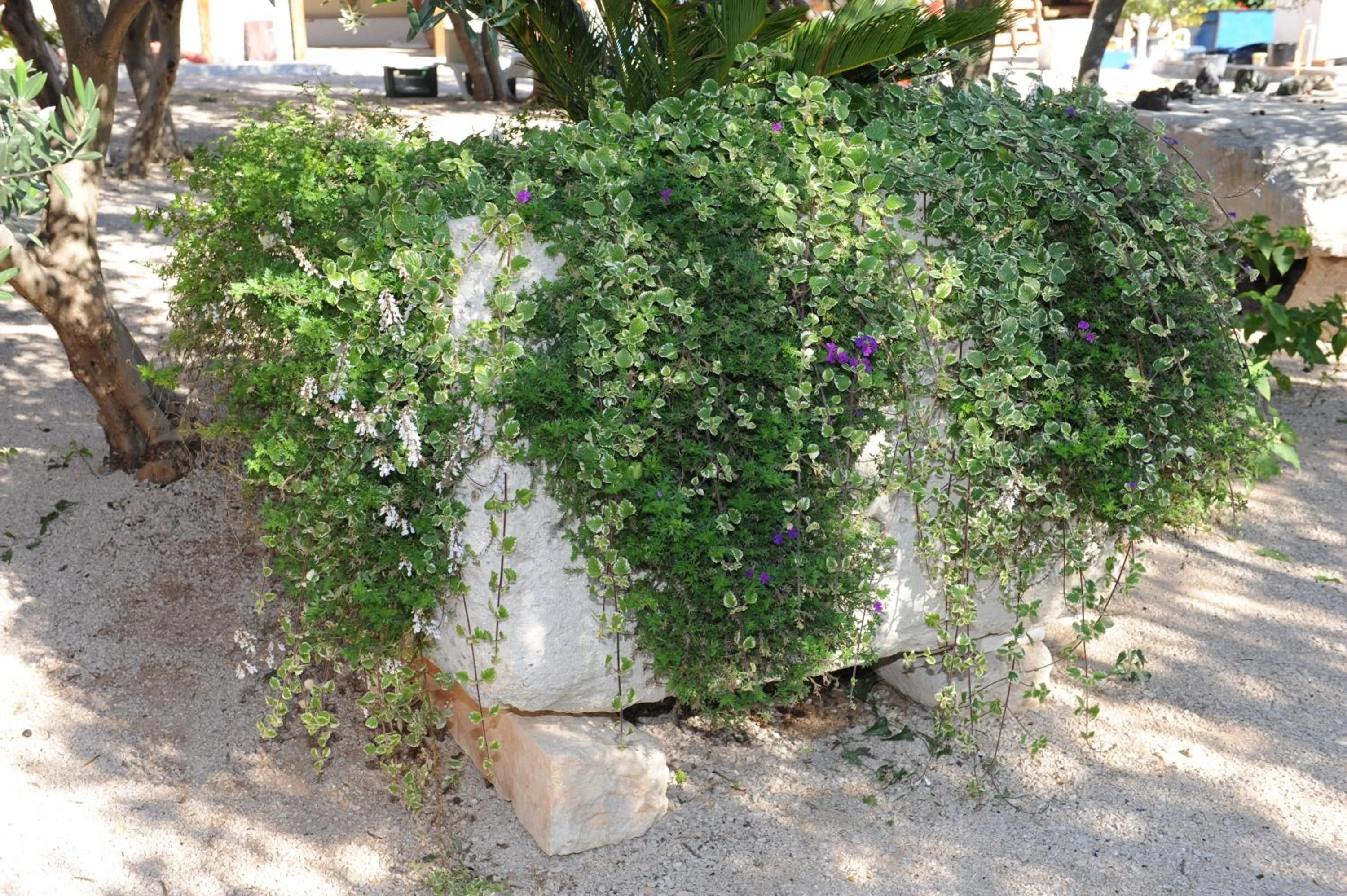 Decorative detail in Mobile Homes Holiday Olive Garden