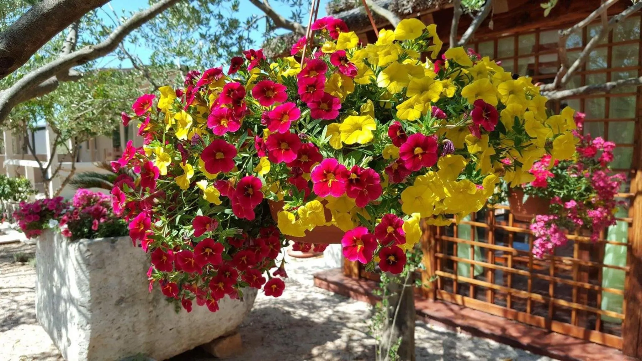 Garden in Mobile Homes Holiday Olive Garden