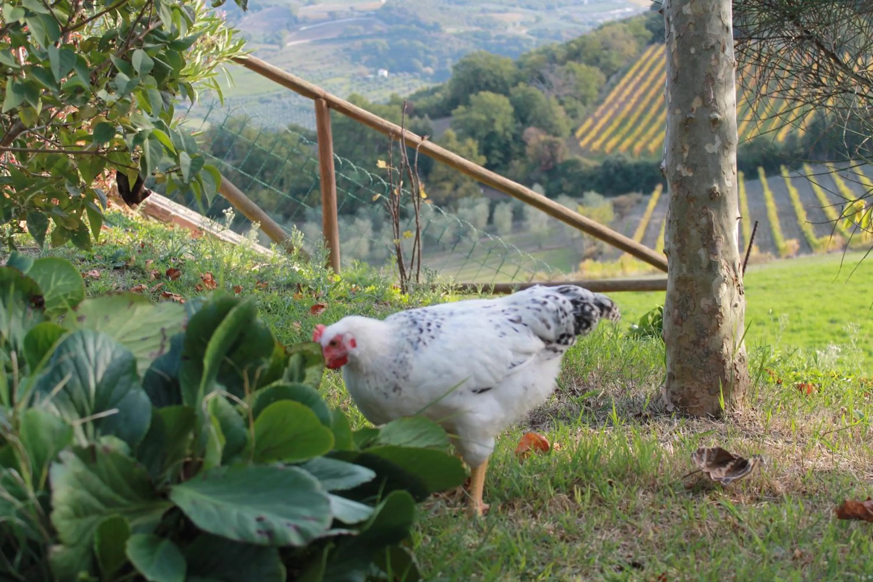 Pets in Agriturismo Il Poderuccio